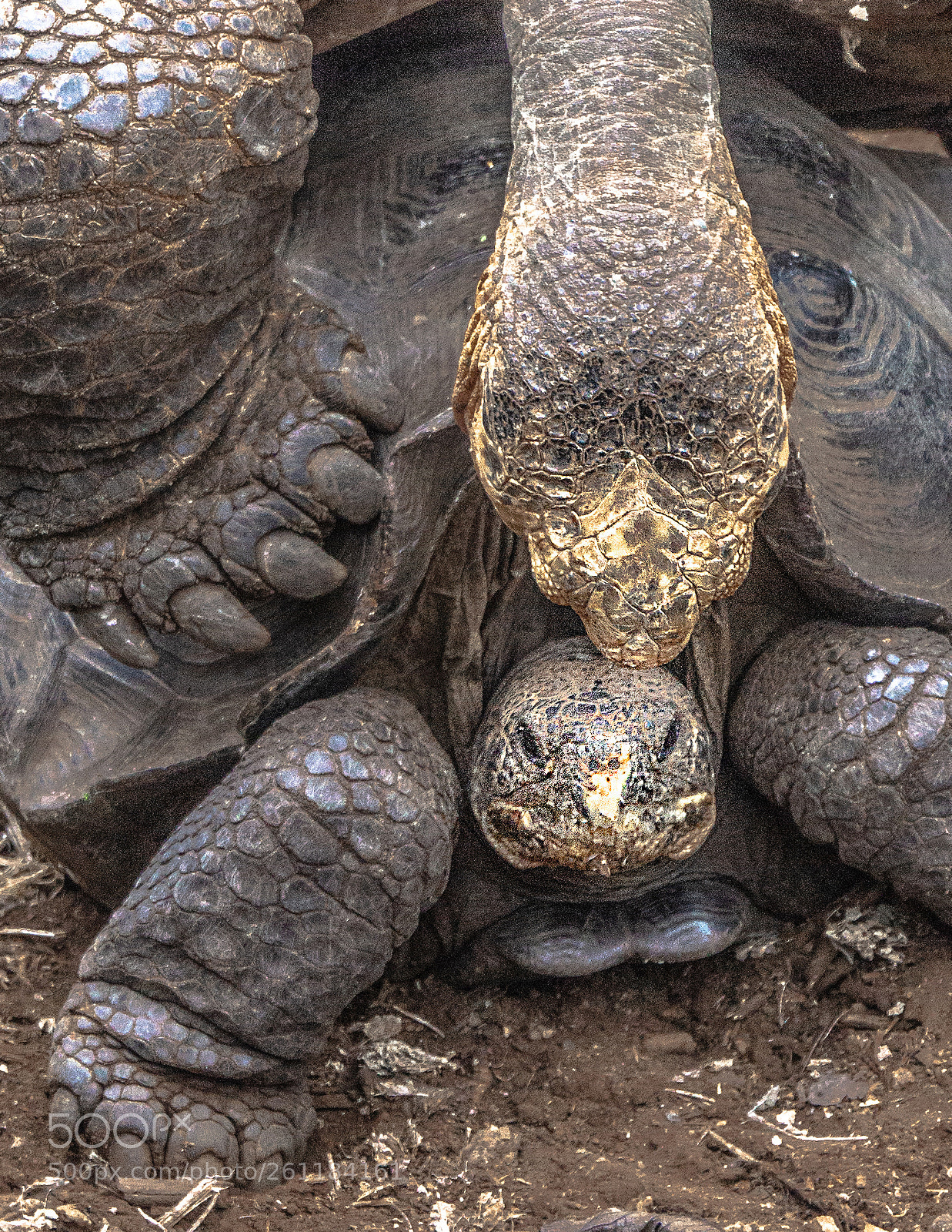 Sony a6000 sample photo. Turtle love photography