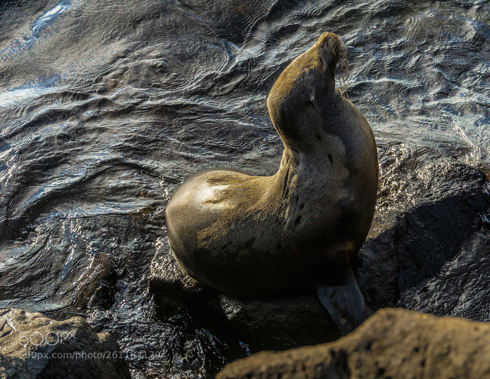 Sony a6000 sample photo. Galapagos sea lion photography