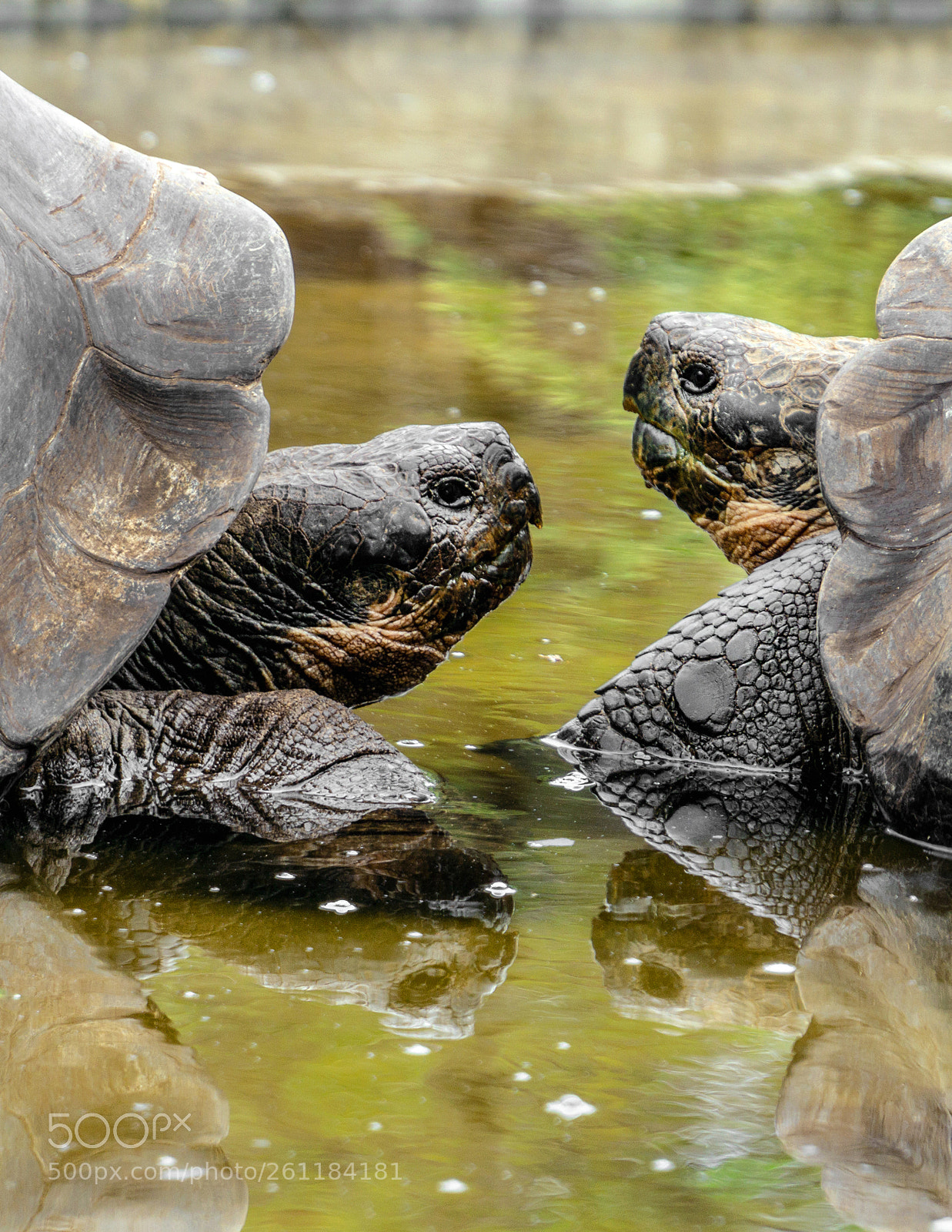 Sony a6000 sample photo. Galapagos turtle twins photography