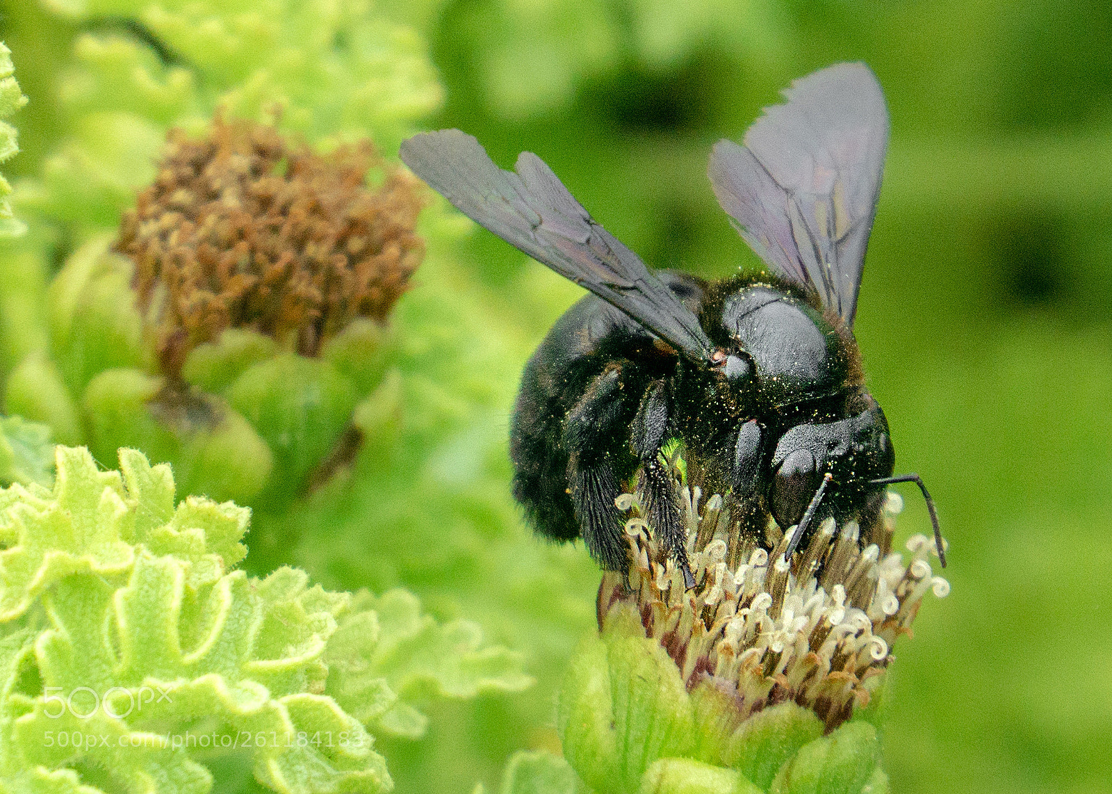 Sony a6000 sample photo. Galapagos carpenter bee photography