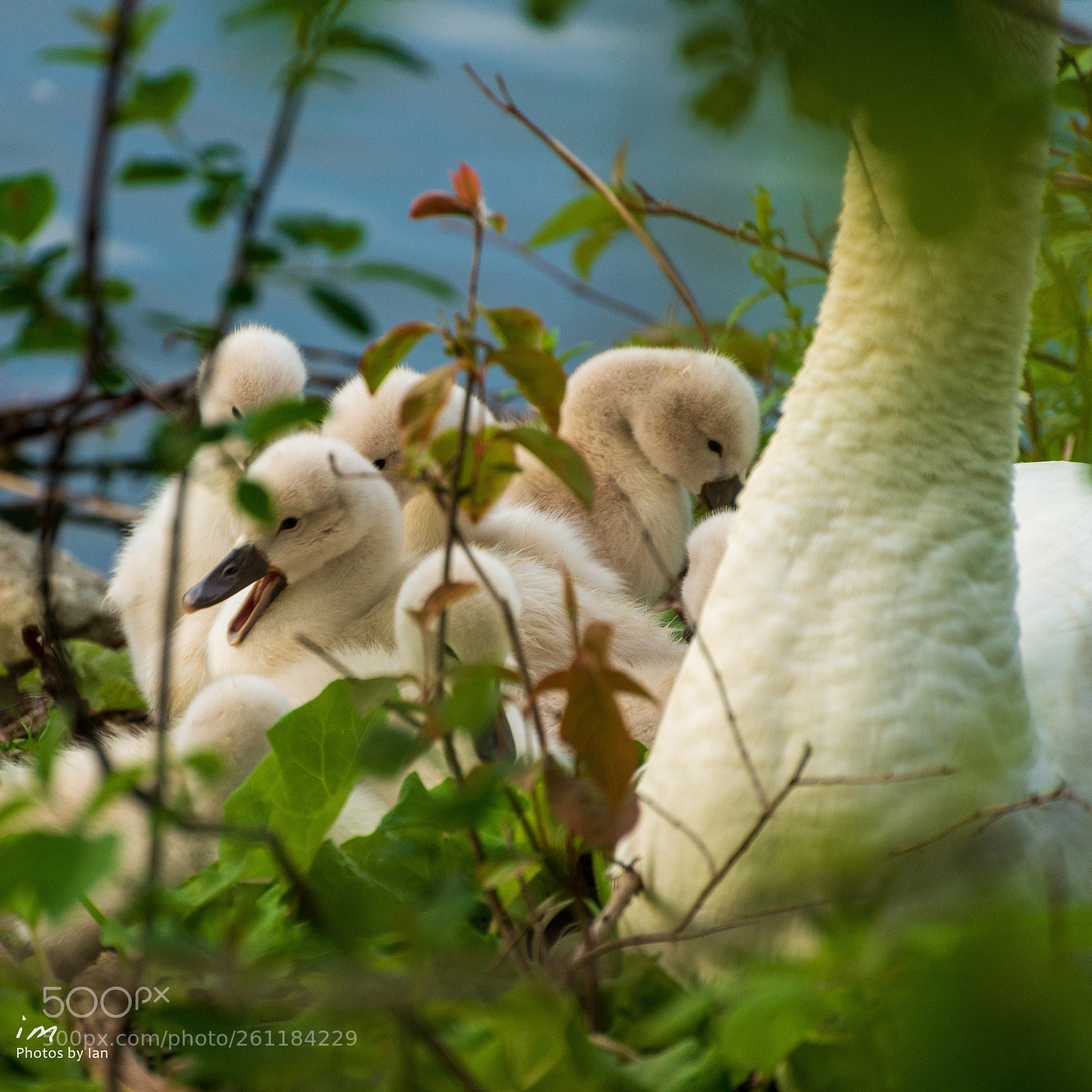 Nikon D610 sample photo. Getting ready for bed photography