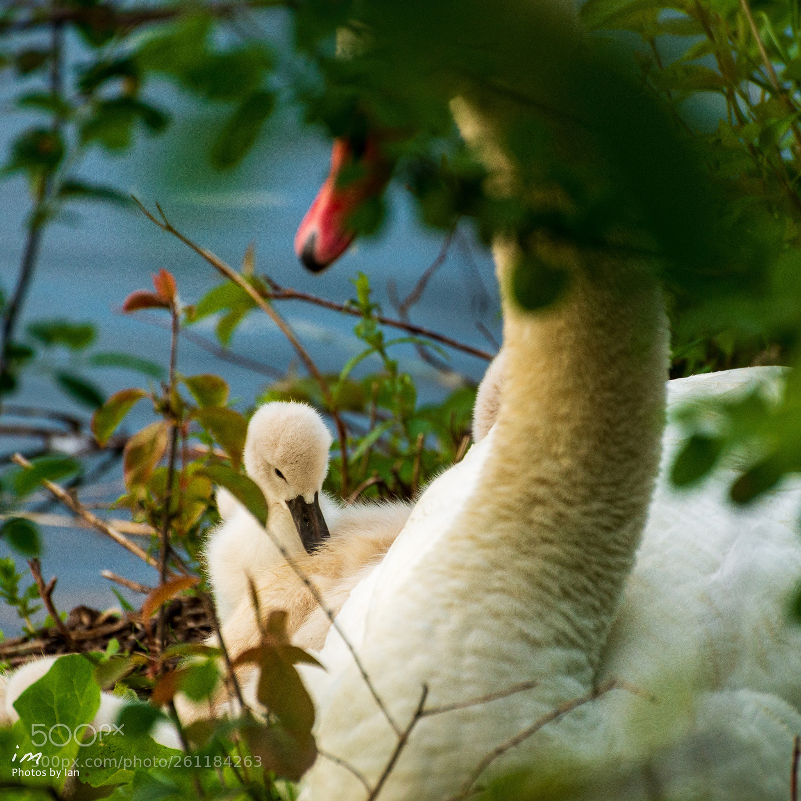 Nikon D610 sample photo. Untitled photography