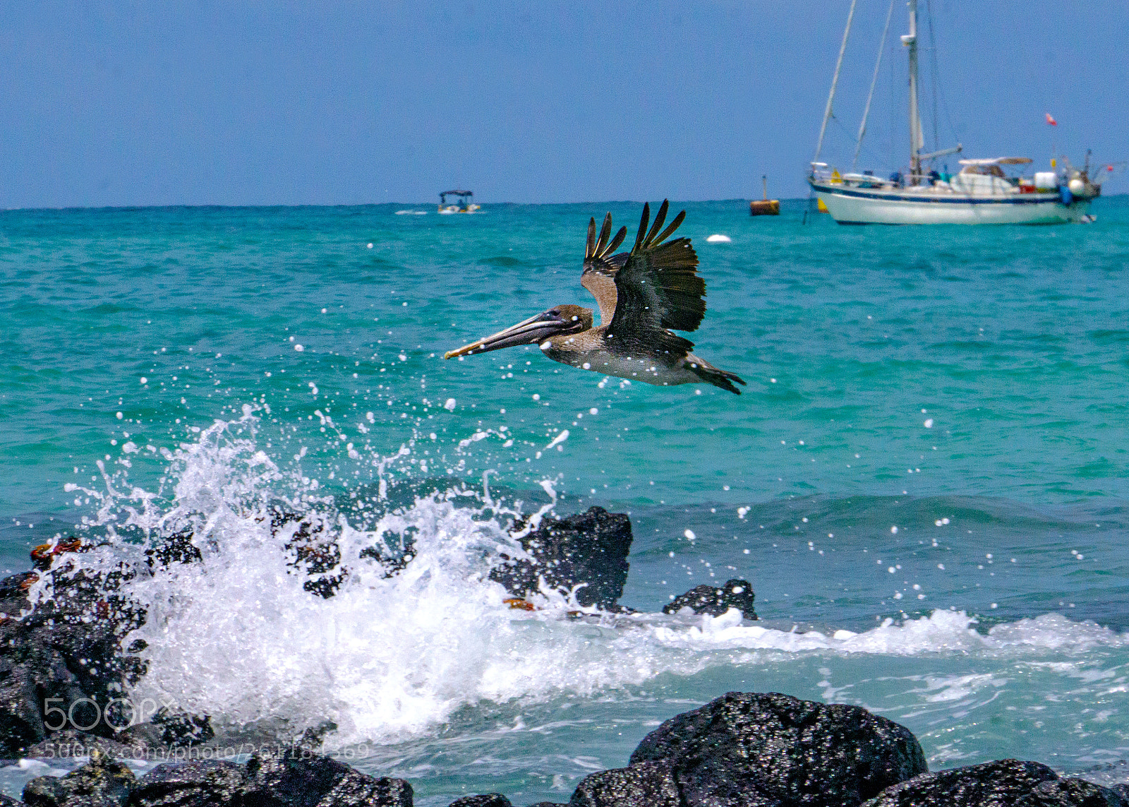 Sony a6000 sample photo. Galapagos nature in motion photography