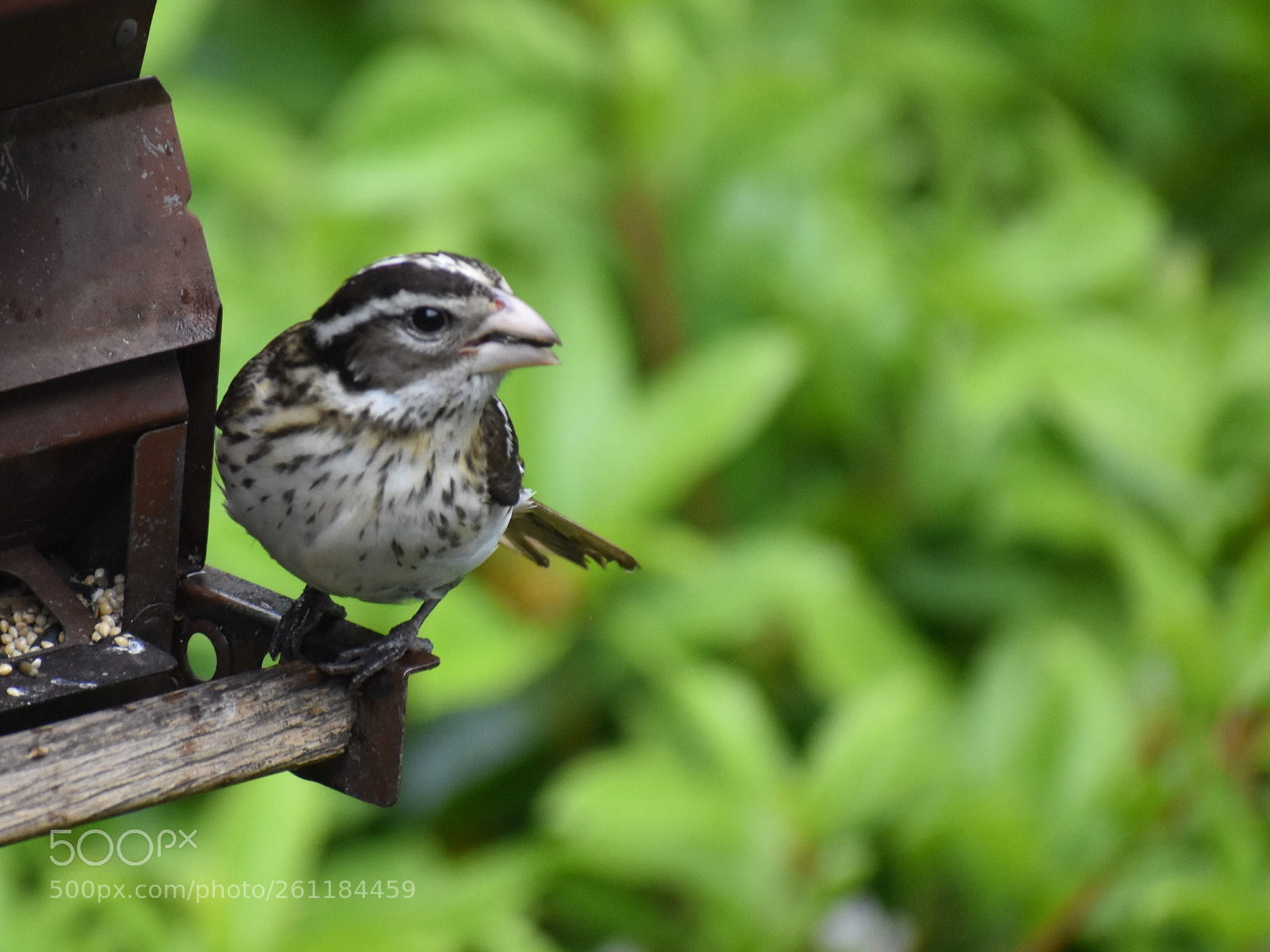 Nikon D3400 sample photo. Rose-breasted grosbeak
female photography