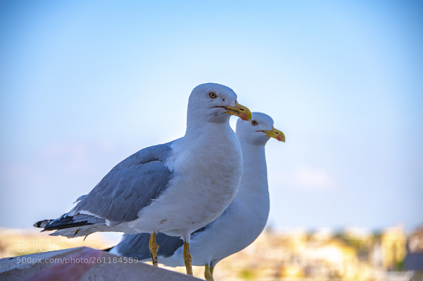 Nikon D850 sample photo. 850_0656.jpg photography