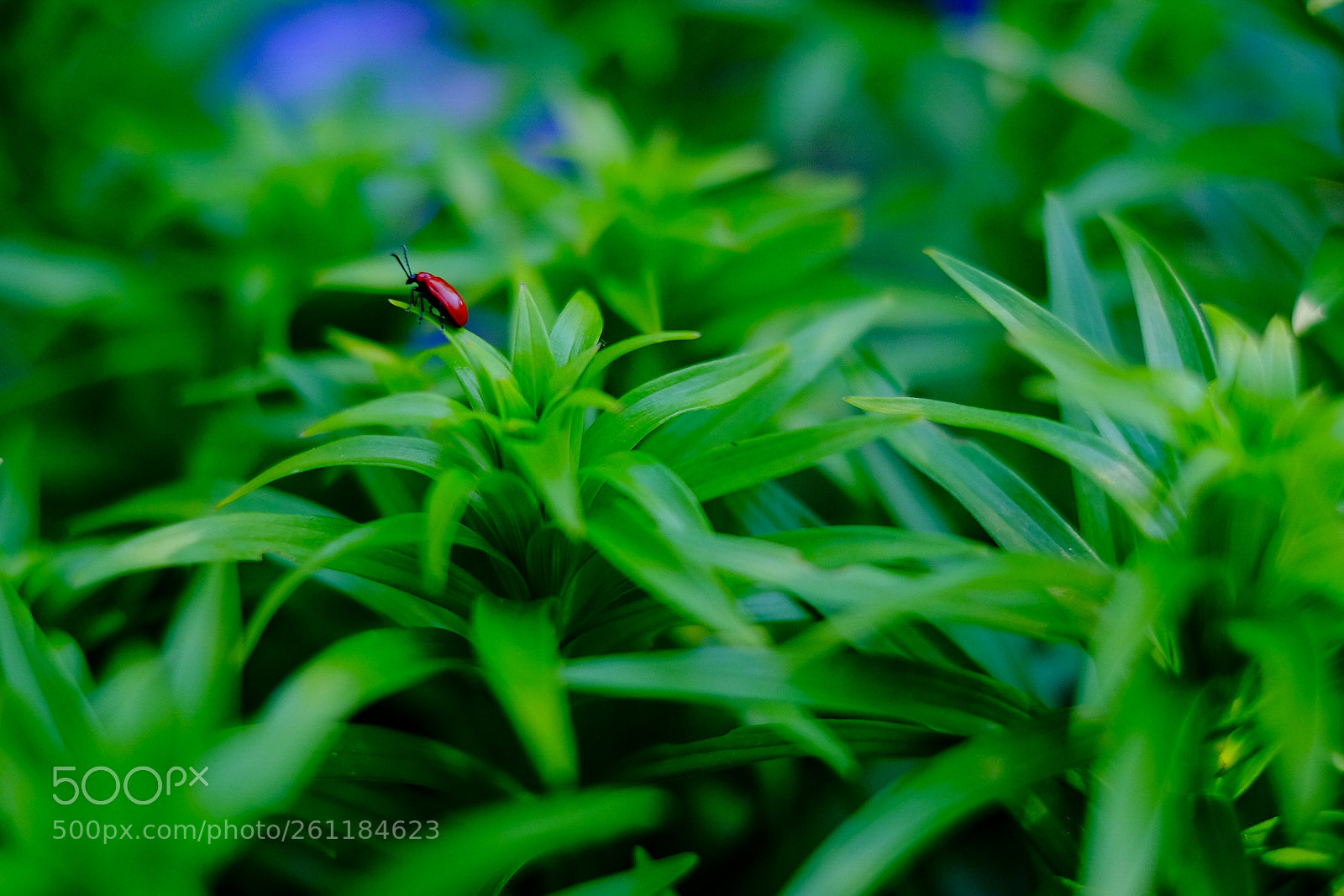 Fujifilm X-T10 sample photo. Green photography