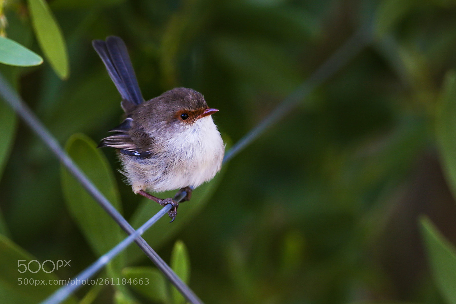 Canon EOS-1D X sample photo. Wren photography
