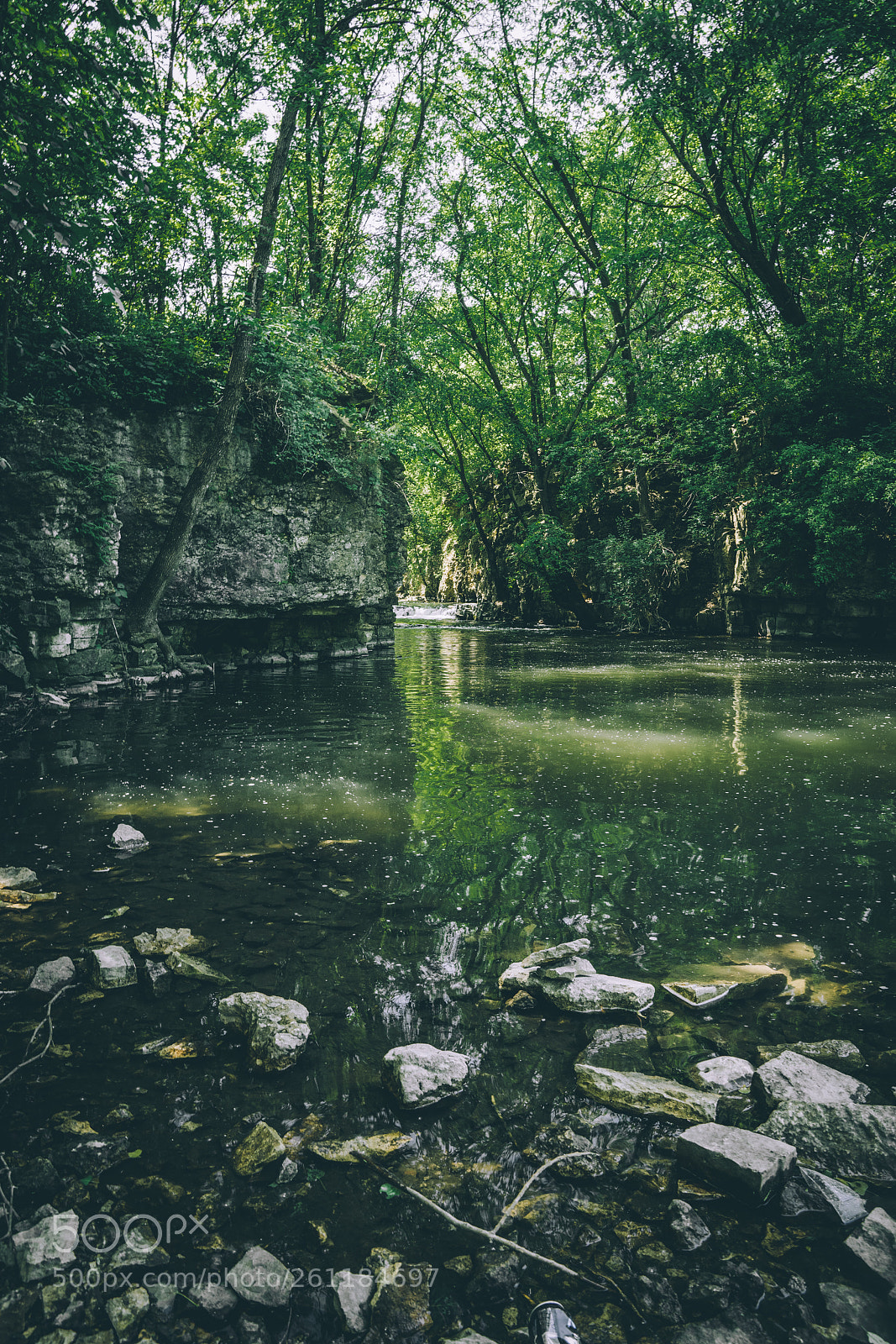 Sony a7R II sample photo. Forest's and photography are photography