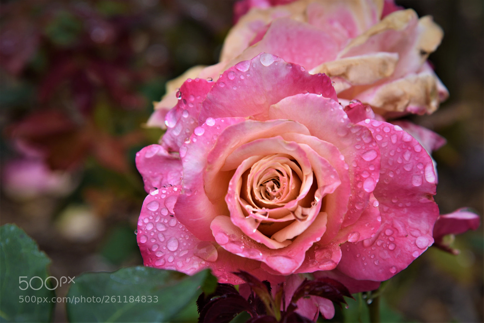 Nikon D750 sample photo. Pink pasadena rose photography