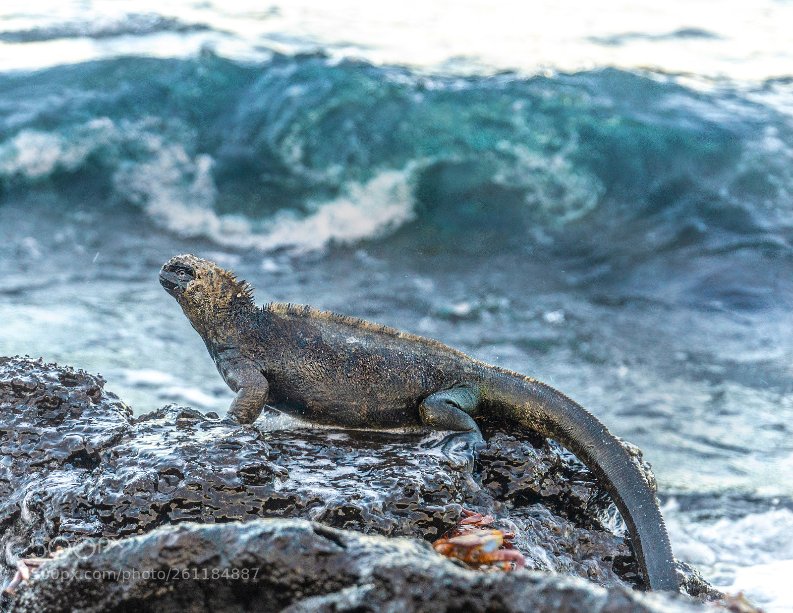 Sony a6000 sample photo. Marine iguana by the photography