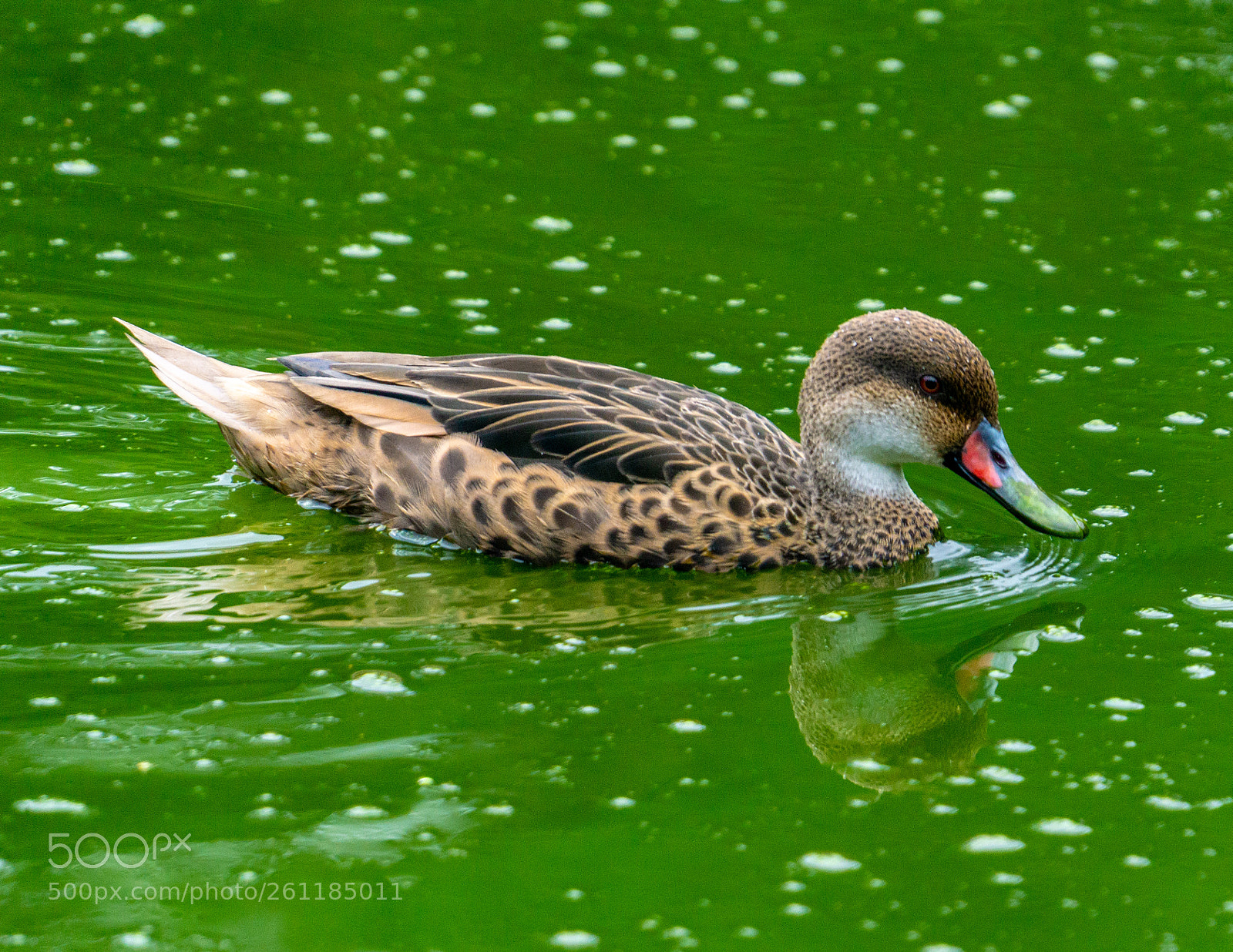 Sony a6000 sample photo. Galapagos white-cheeked pintail photography