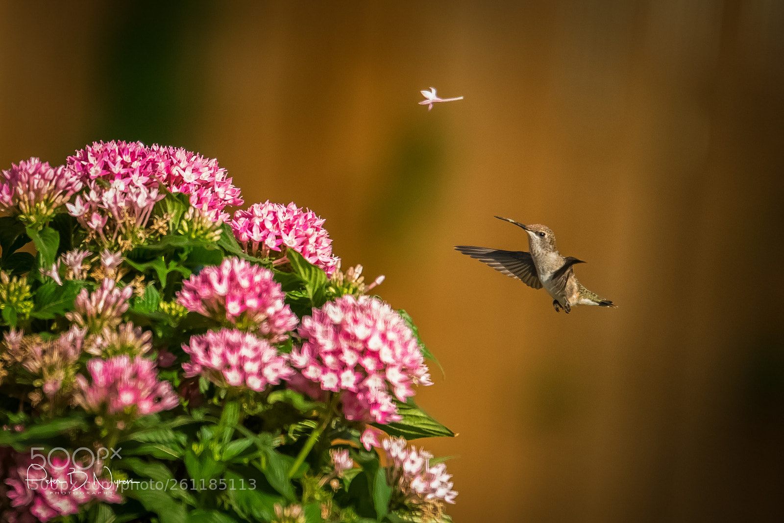 Nikon D750 sample photo. Hummingbird photography