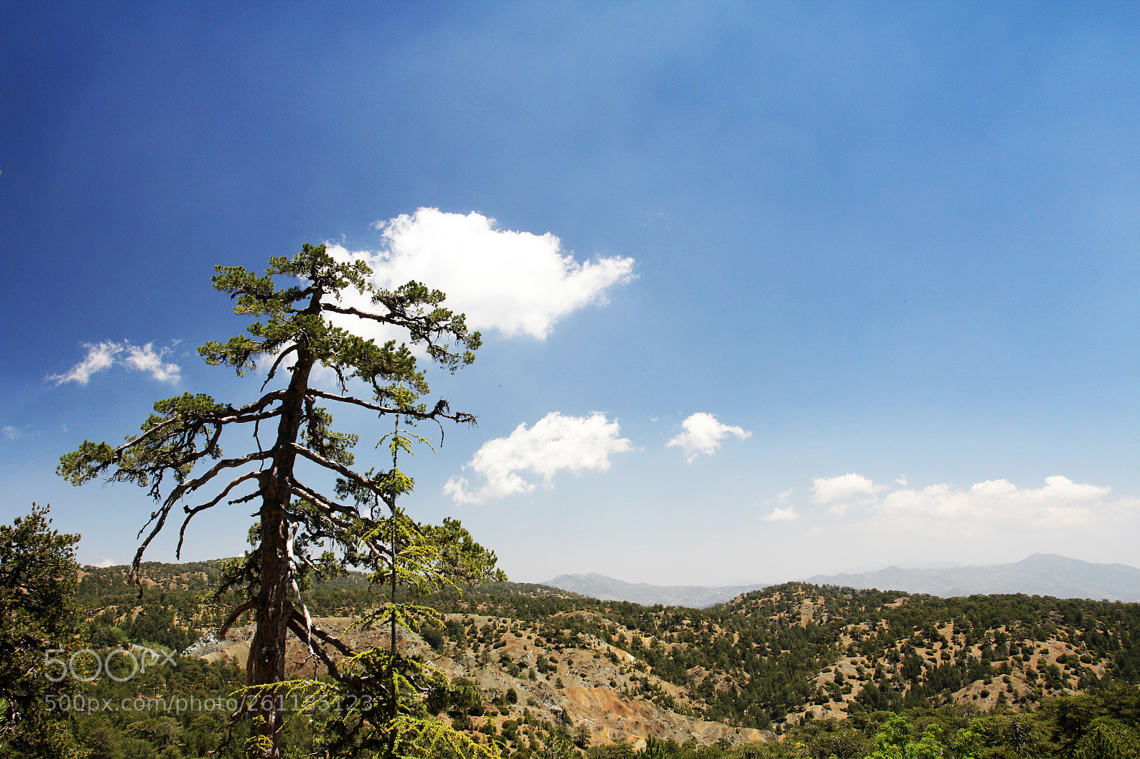 Canon EOS 60D sample photo. Lonely pine on a photography