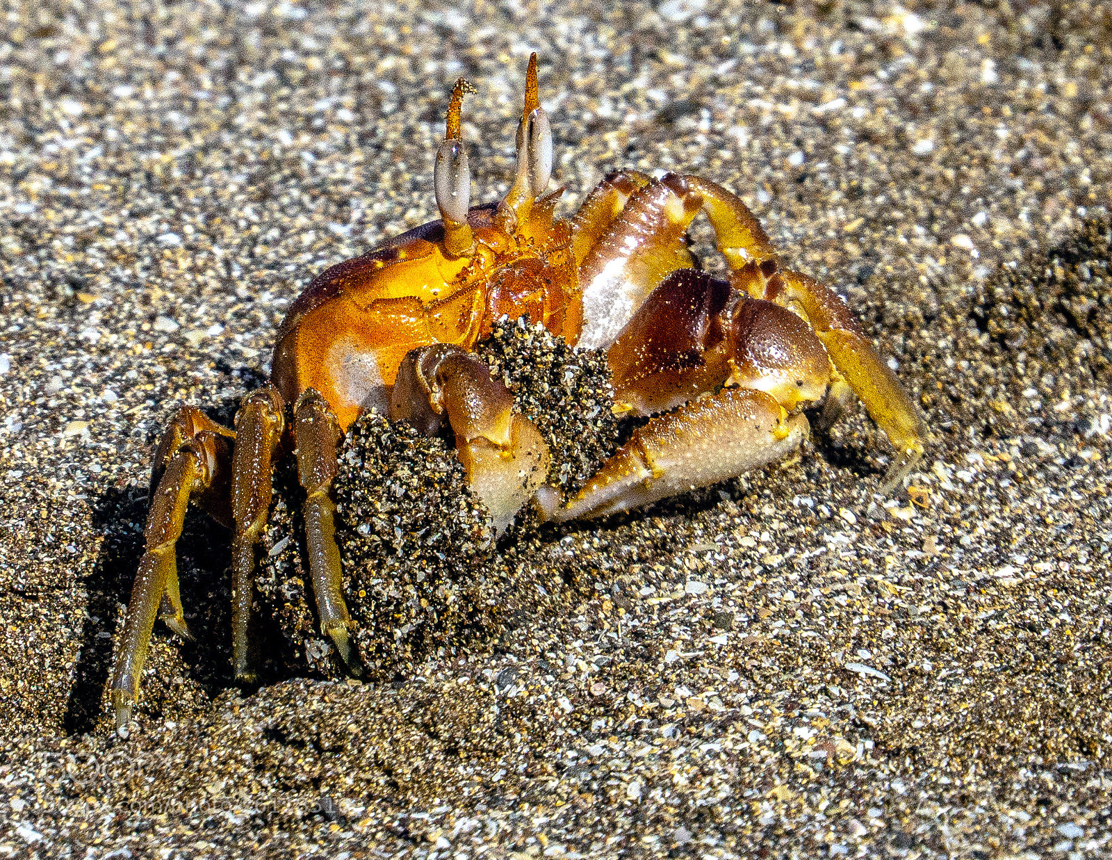 Sony a6000 sample photo. Galapagos tufted ghost crab photography