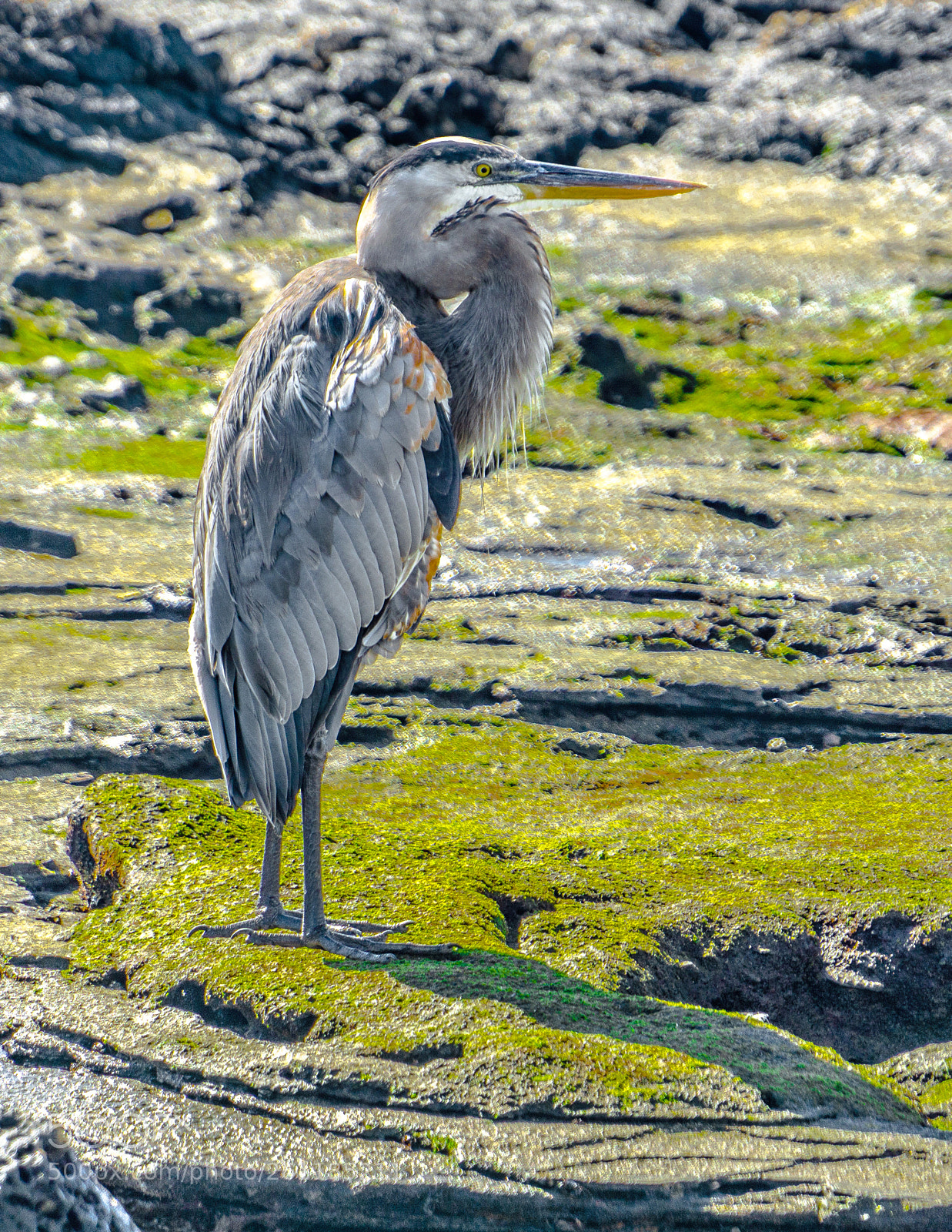 Sony a6000 sample photo. Galapagos great blue heron photography