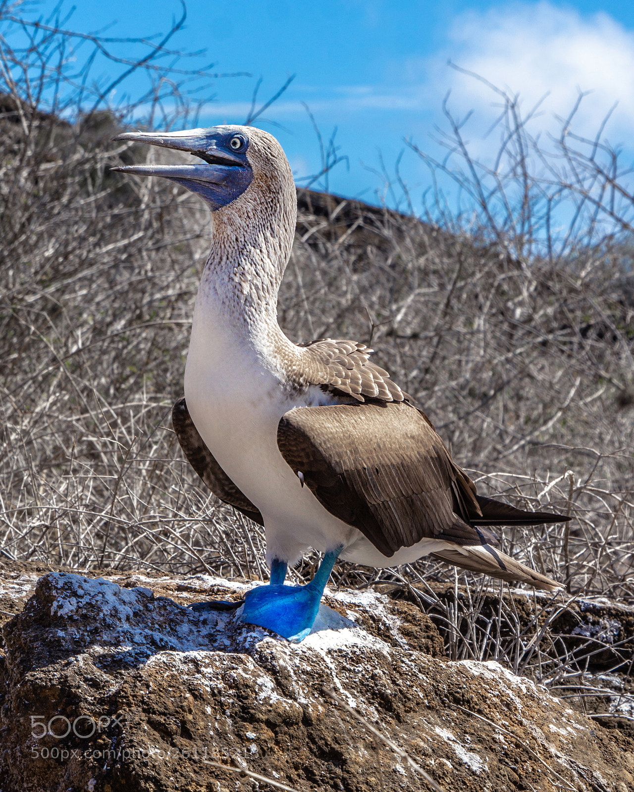 Sony a6000 sample photo. Galapagos blue-footed booby photography