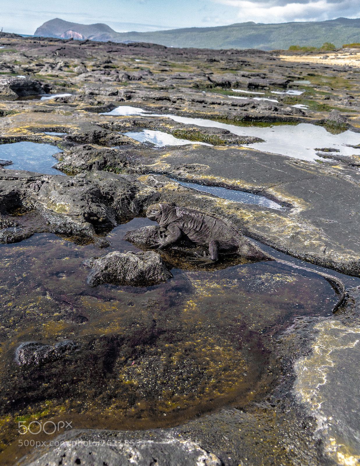 Sony a6000 sample photo. Galapagos marine iguana blends photography
