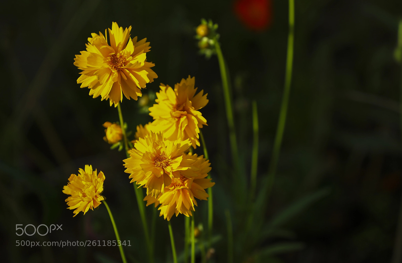 Canon EOS-1D X Mark II sample photo. Untitled photography