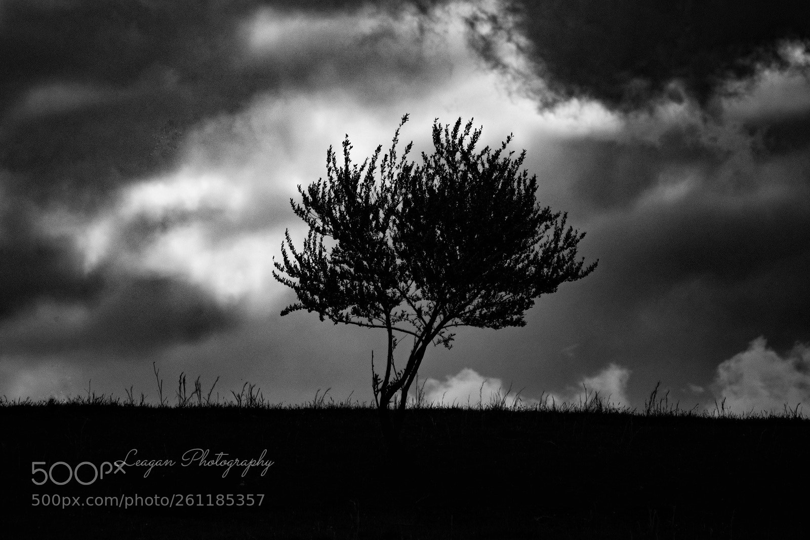 Canon EOS 80D sample photo. Standing strong photography