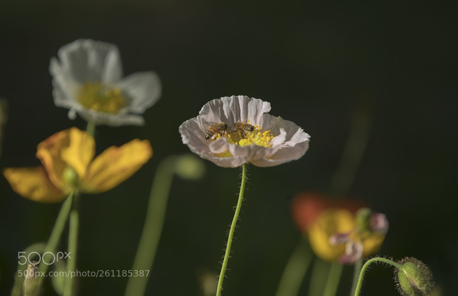 Canon EOS-1D X Mark II sample photo. Untitled photography