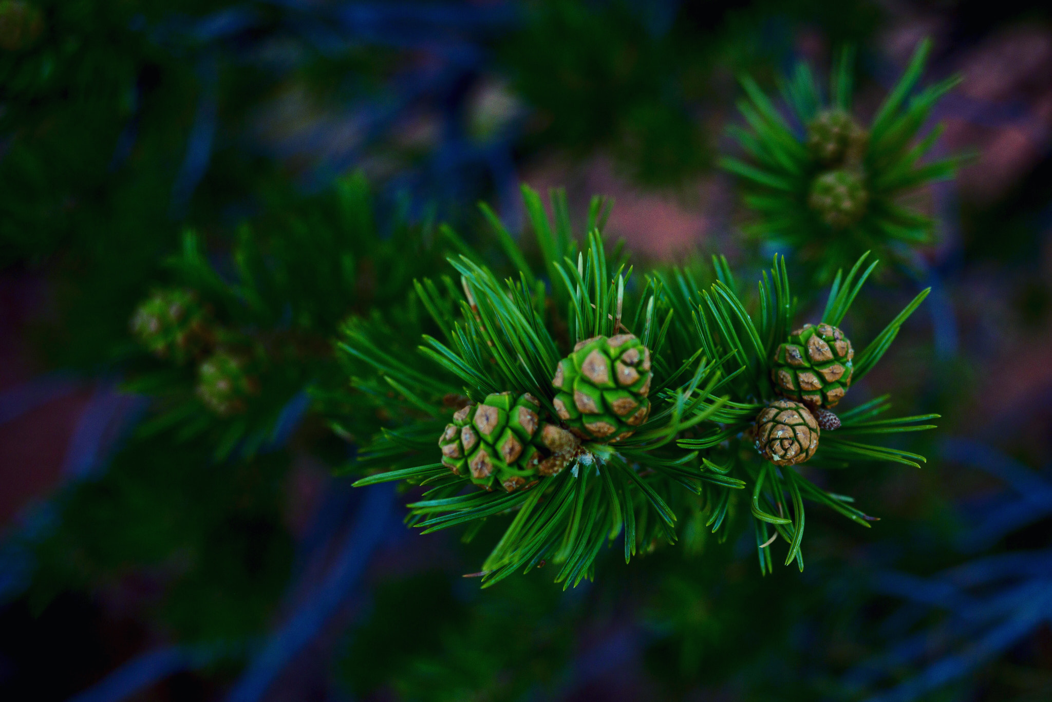 Hasselblad X1D-50c sample photo