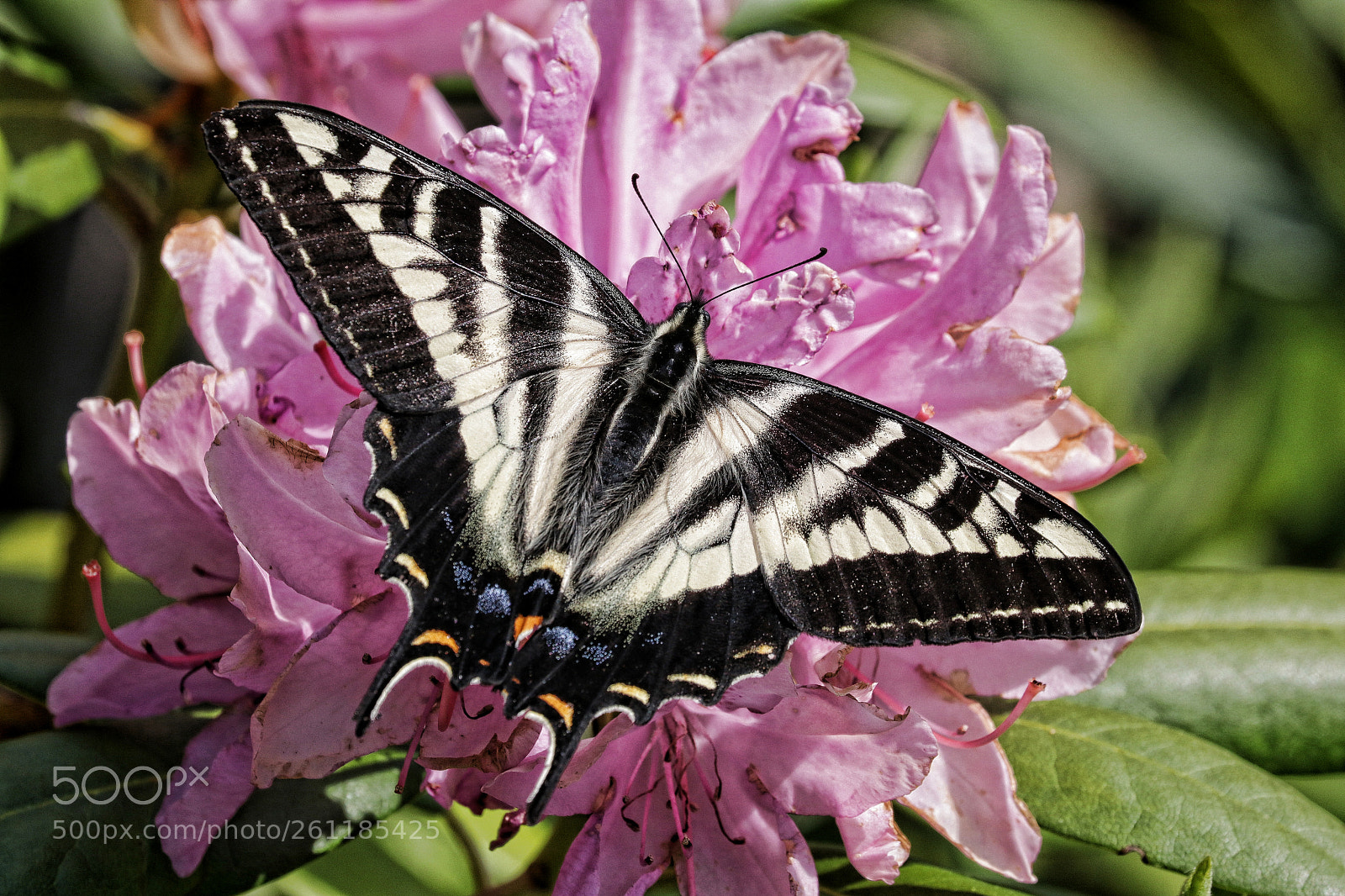 Canon EOS 80D sample photo. Mariposa swallow tail photography