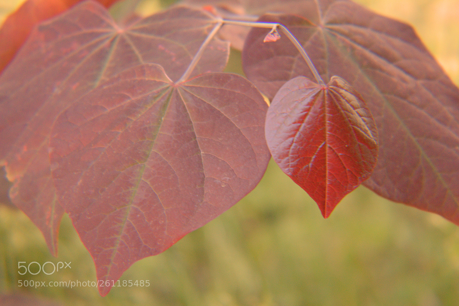Canon EOS 1300D (EOS Rebel T6 / EOS Kiss X80) sample photo. Red hearts photography