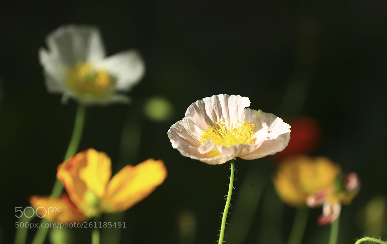Canon EOS-1D X Mark II sample photo. Untitled photography