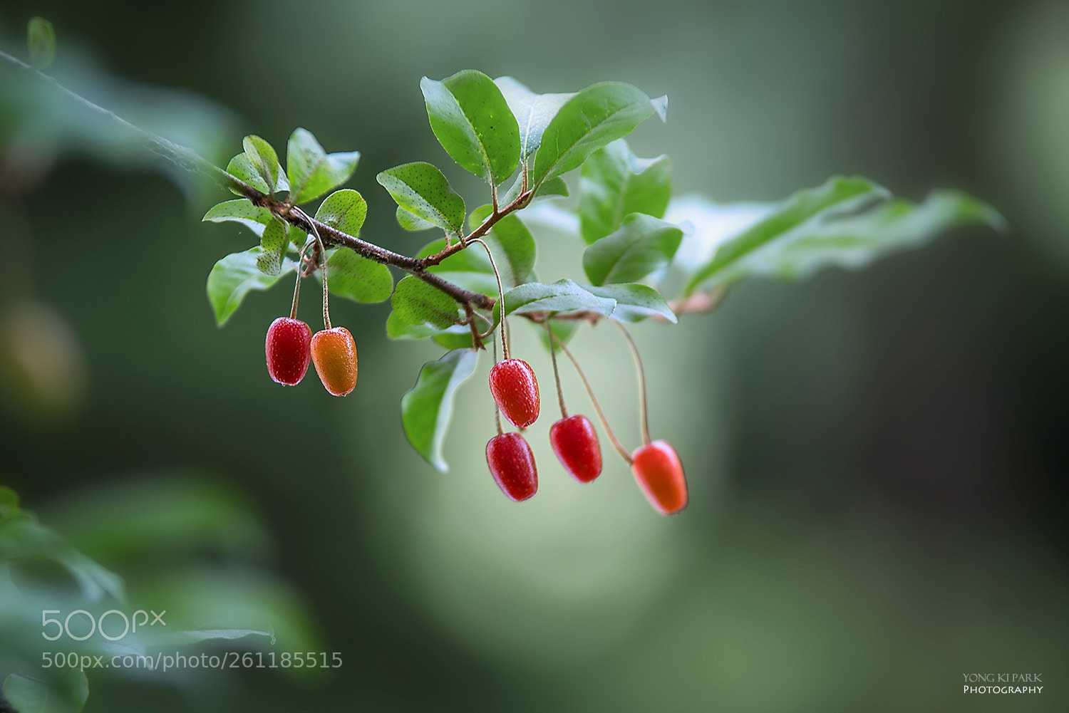 Pentax K-1 sample photo. At the early days photography
