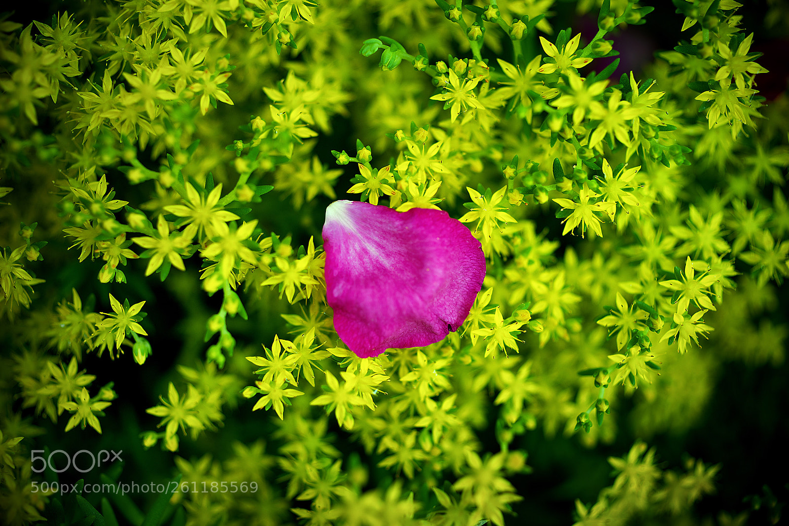 Nikon D800E sample photo. Petal photography