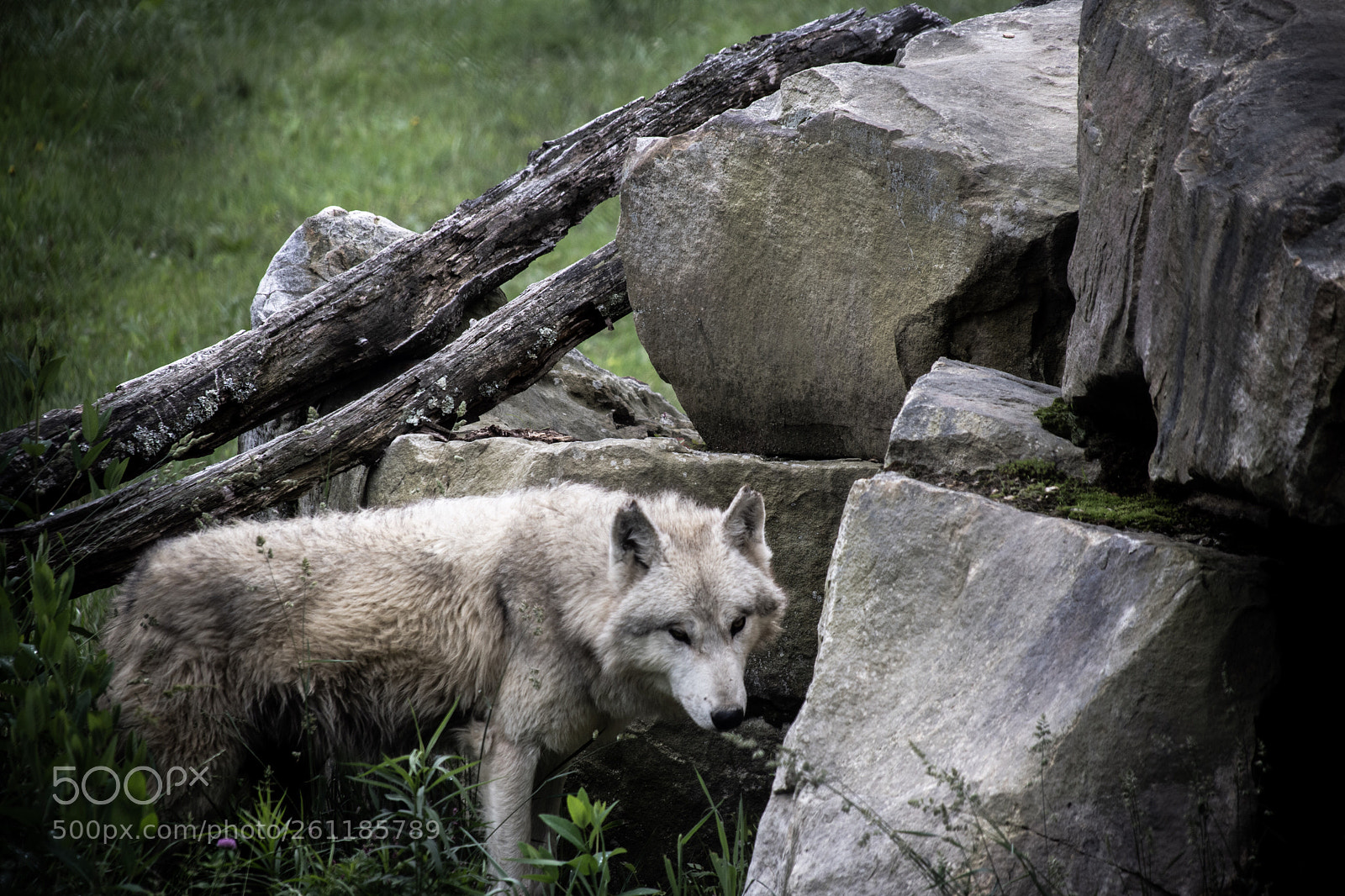 Nikon D500 sample photo. Watching photography
