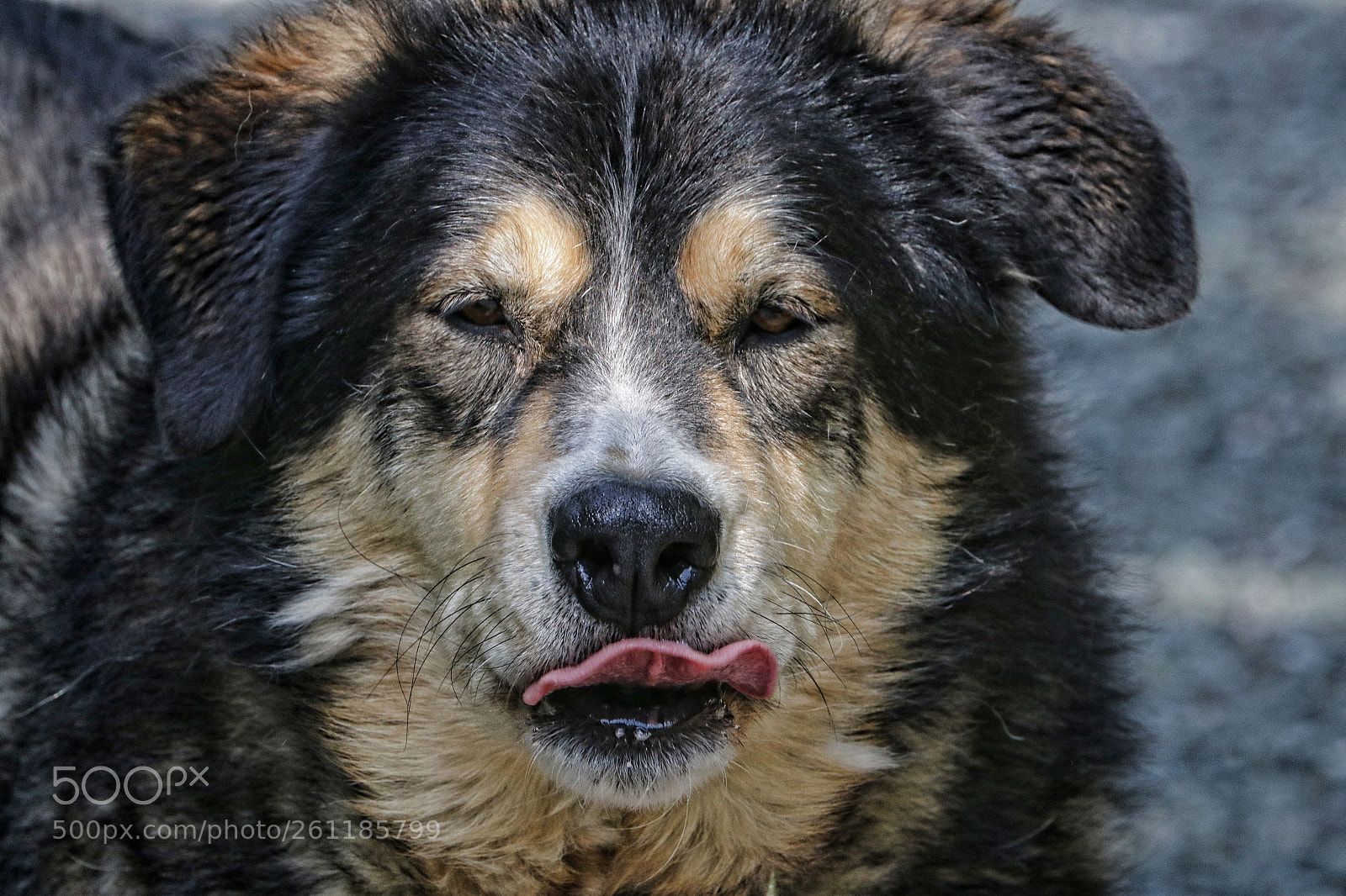 Canon EOS 80D sample photo. Lick my nose photography