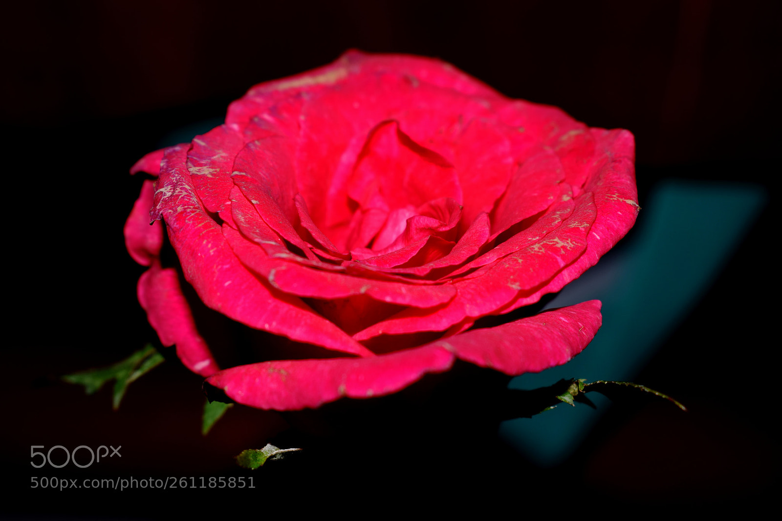 Nikon D5300 sample photo. Wilting on you photography
