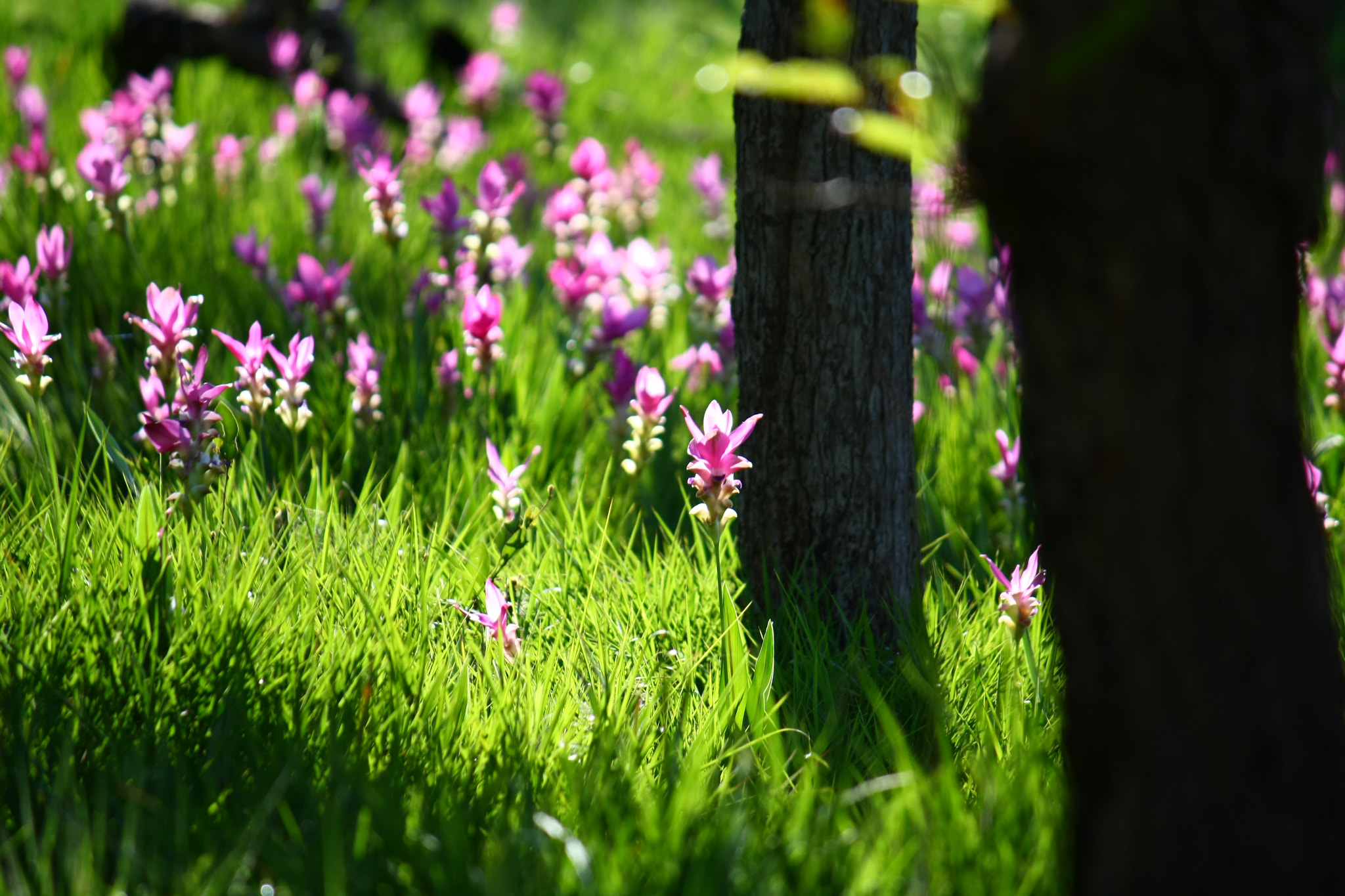 Canon EF-S 55-250mm F4-5.6 IS sample photo. Blossom flower photography