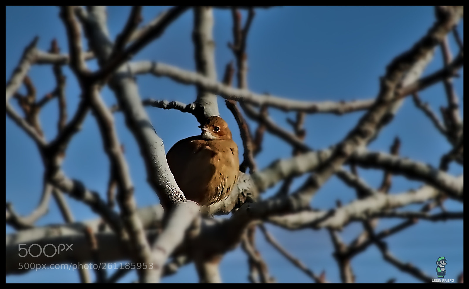 Sony Cyber-shot DSC-HX1 sample photo. Birdie photography
