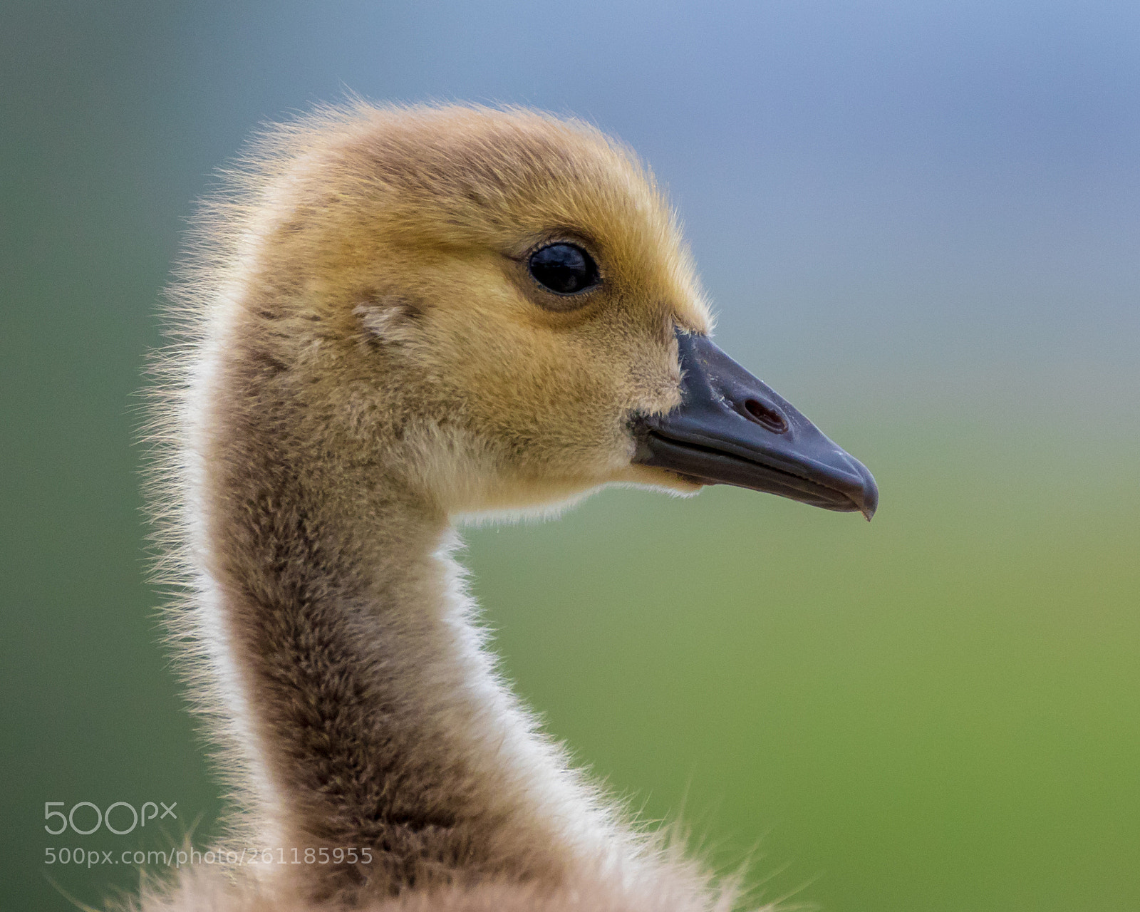 Canon EOS 7D Mark II sample photo. Branta canadensis photography