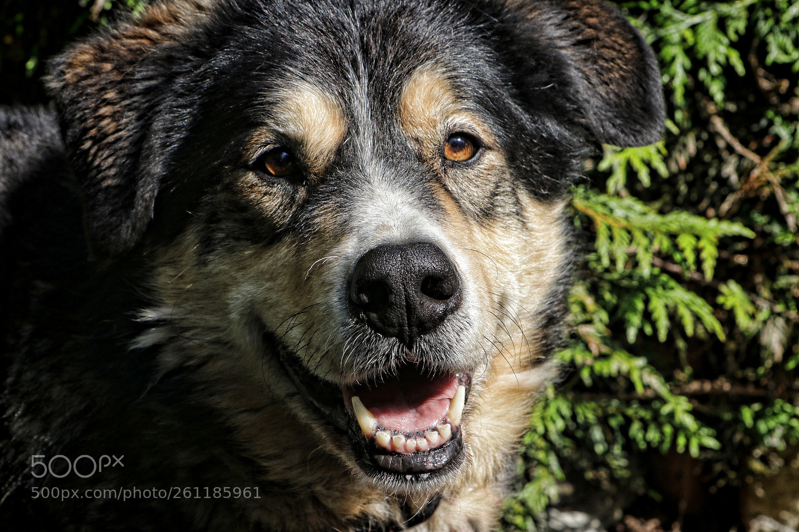 Canon EOS 80D sample photo. Sierra smile photography
