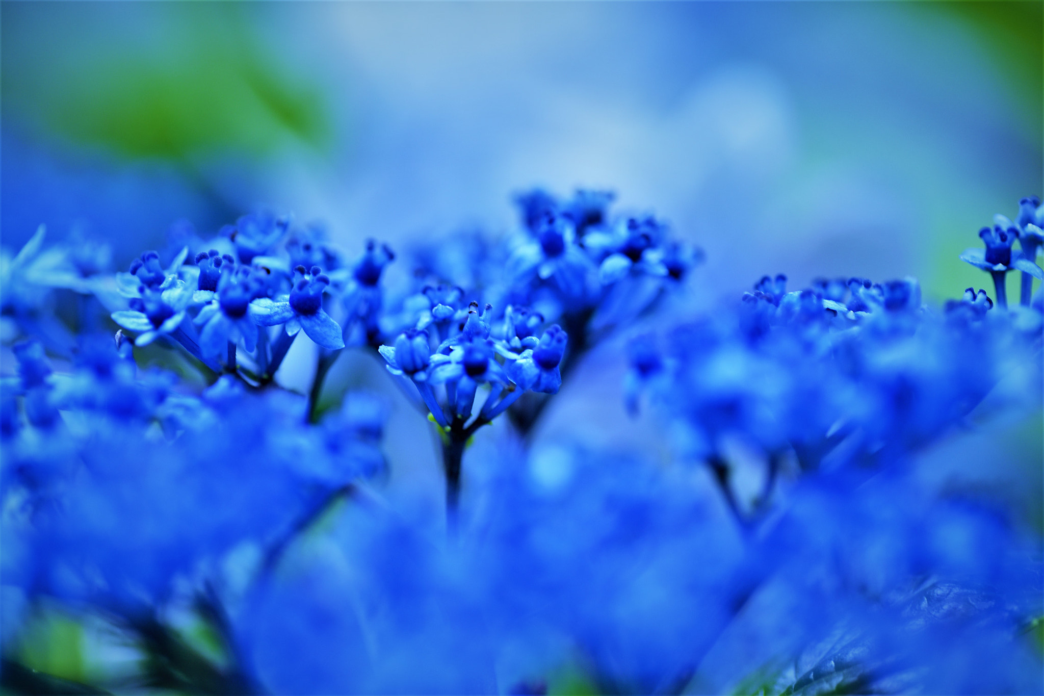 Nikon D750 sample photo. Indigo blue♪ photography