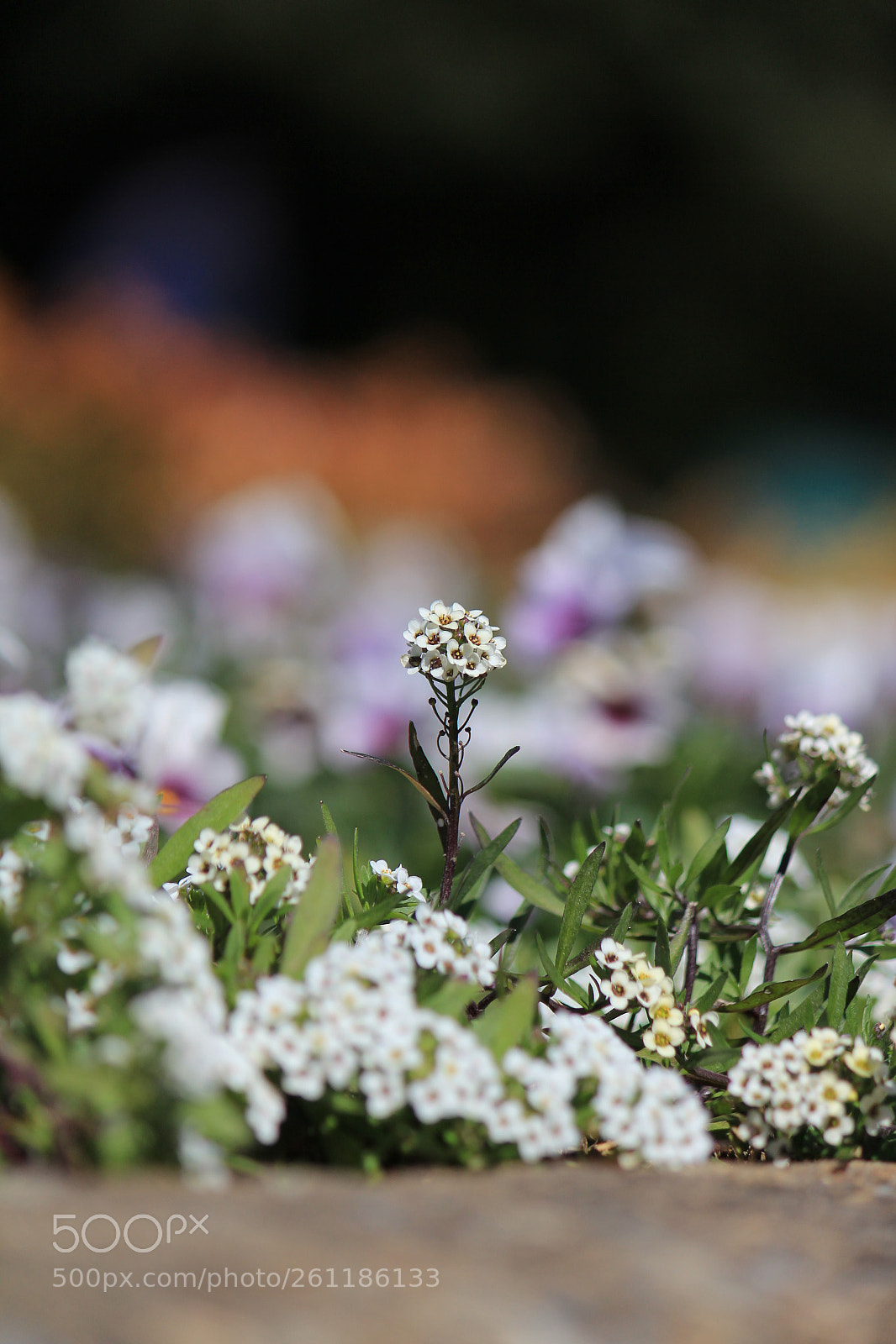 Canon EOS 60D sample photo. Flower photography