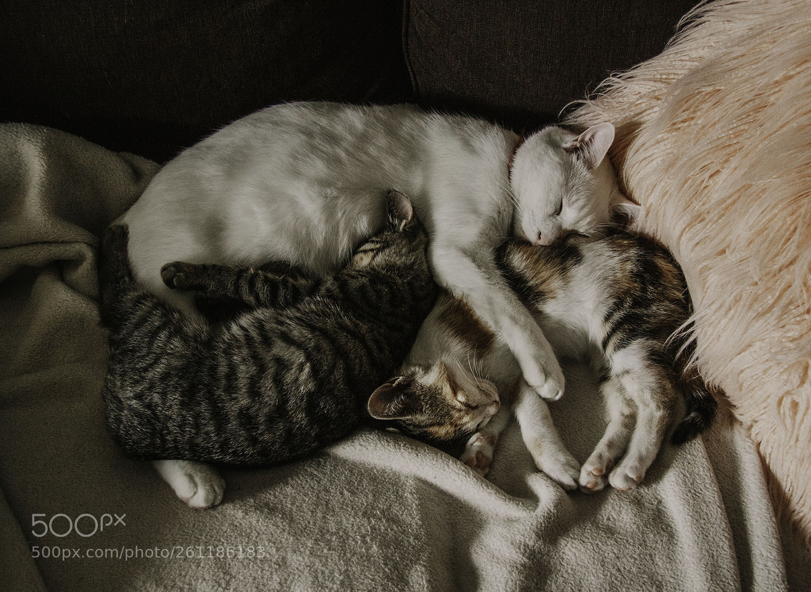 Canon EOS 50D sample photo. The babysitter photography