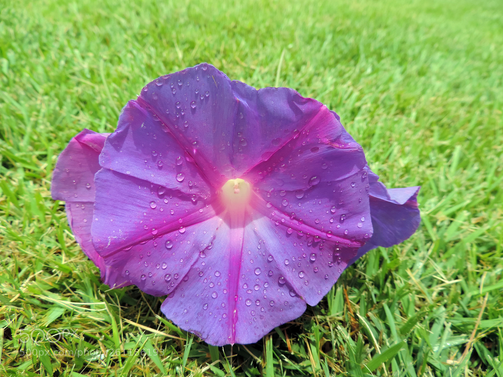 Nikon Coolpix P520 sample photo. Purple on green photography