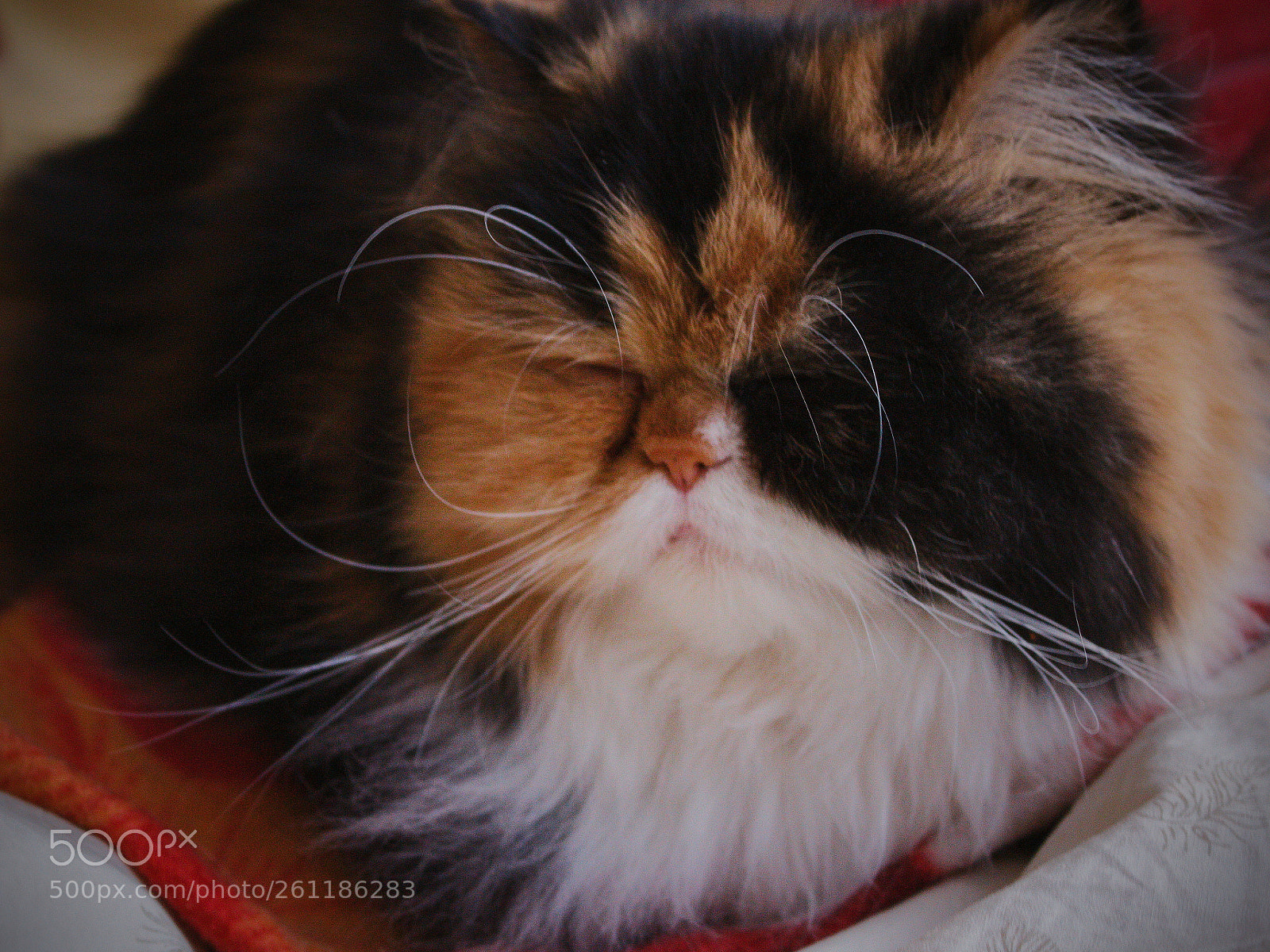 Canon EOS 700D (EOS Rebel T5i / EOS Kiss X7i) sample photo. Sleepy nala photography