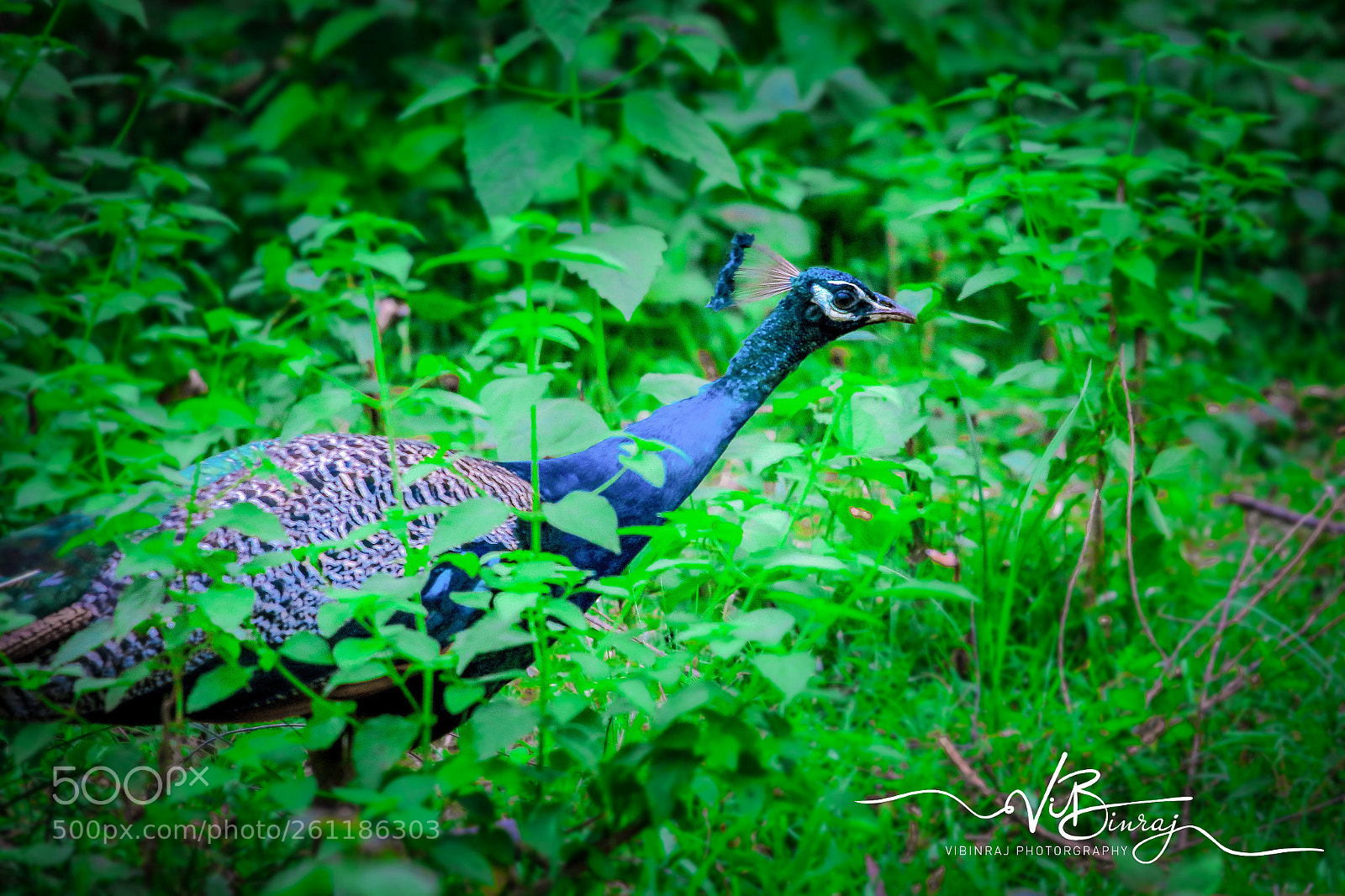 Canon EOS 80D sample photo. Vibinraj photography photography