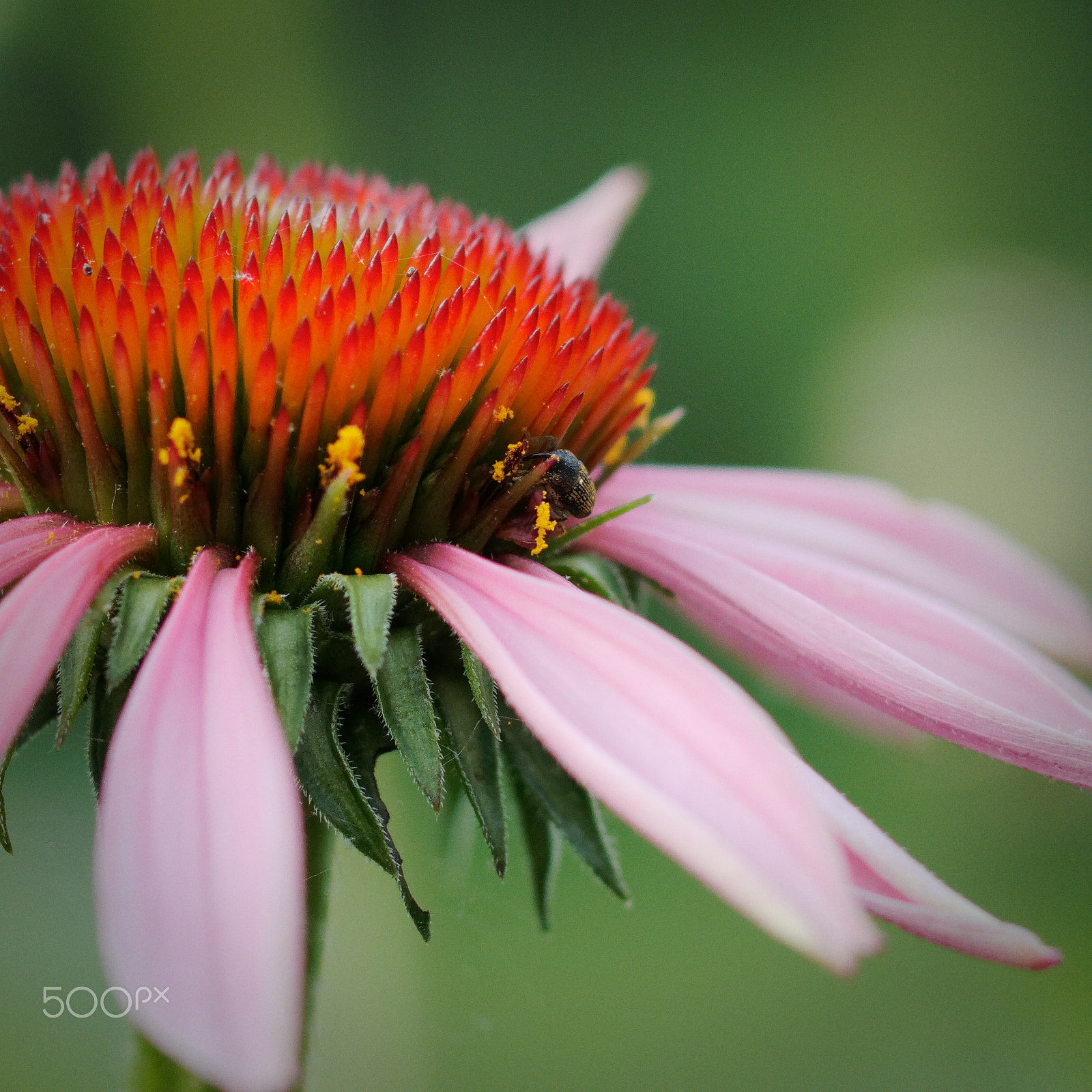 Canon EOS 760D (EOS Rebel T6s / EOS 8000D) sample photo. Coneflower and friend photography