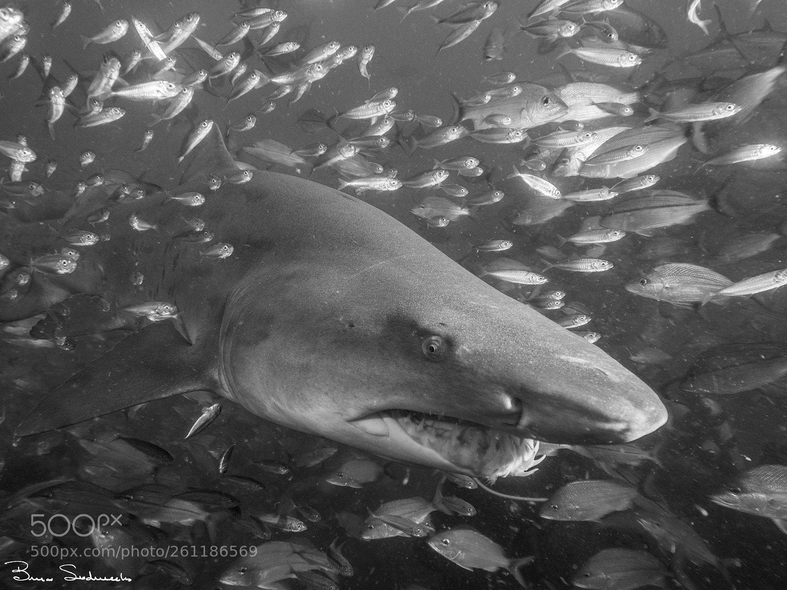 Olympus OM-D E-M5 sample photo. 3d shark photography
