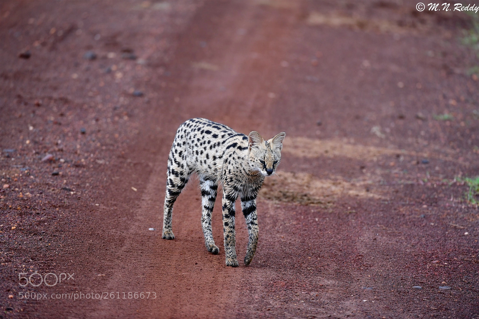 Nikon D850 sample photo. Serval cat the serval photography