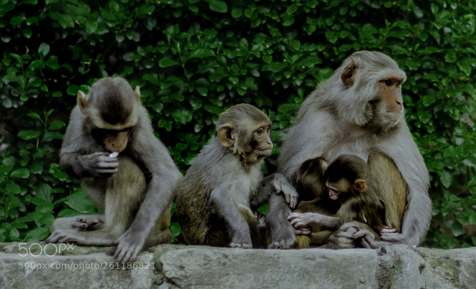 Sony a7 III sample photo. Apes from nepal photography
