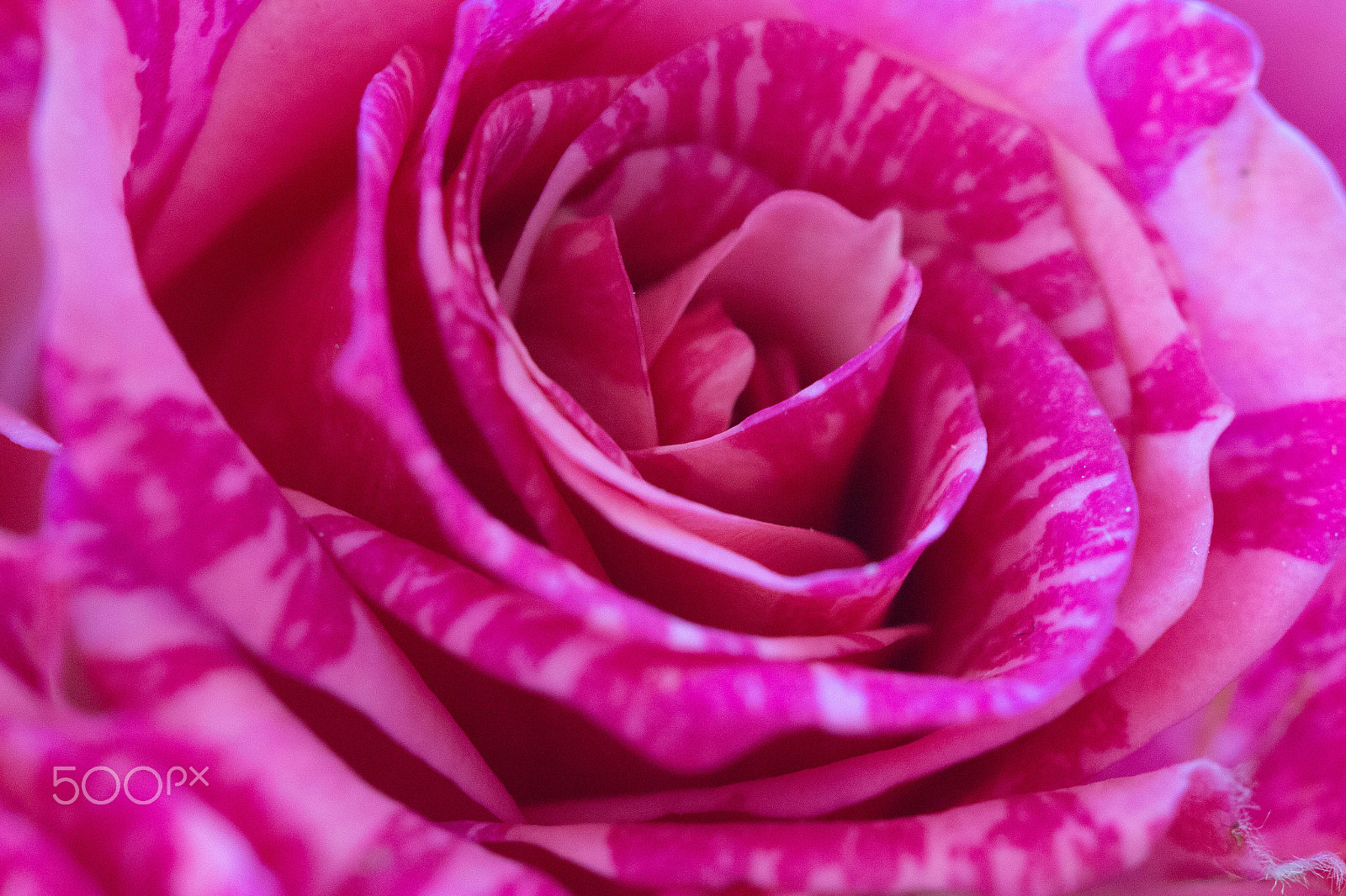 Canon EOS 650D (EOS Rebel T4i / EOS Kiss X6i) sample photo. Pink rose photography
