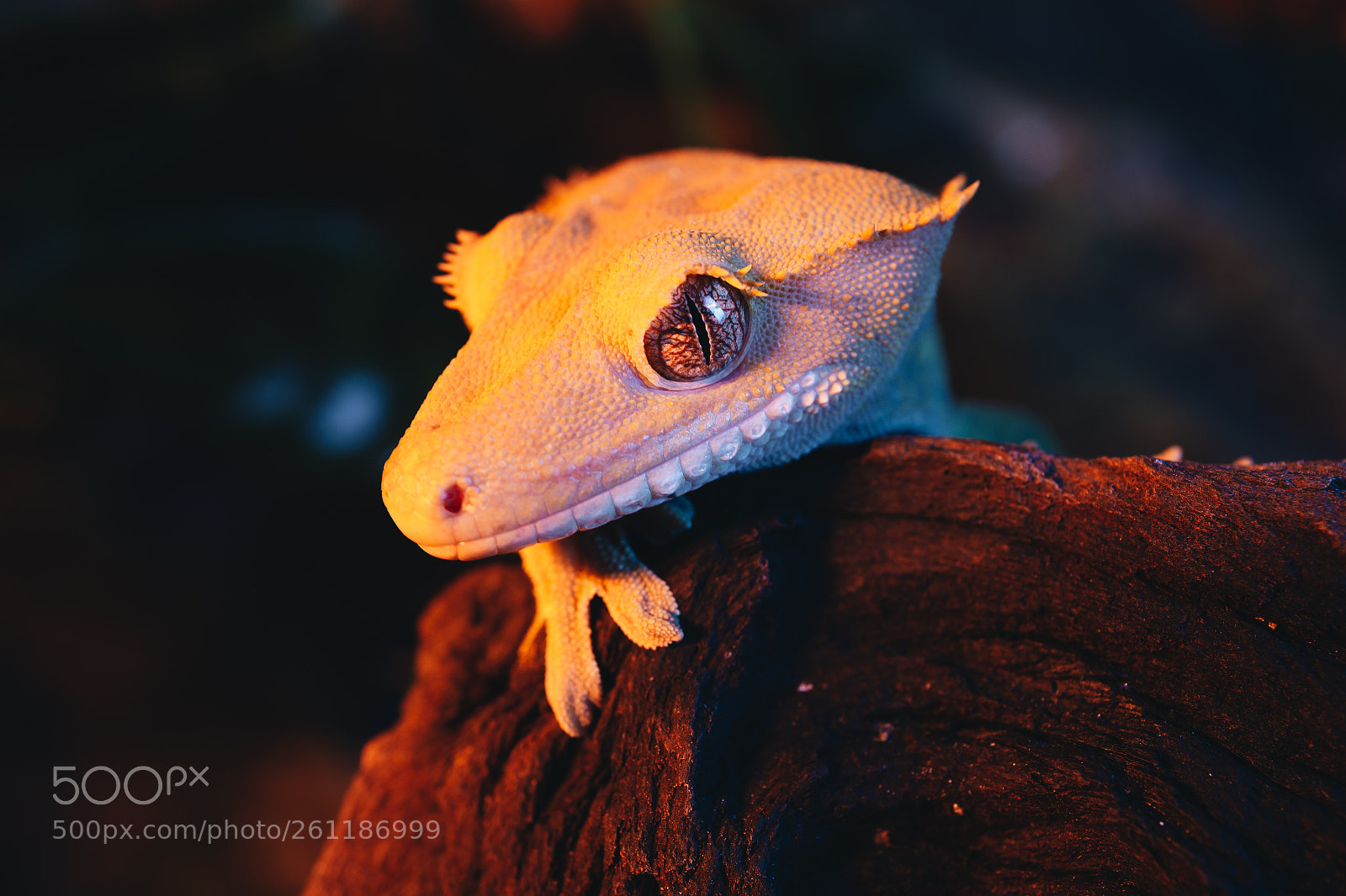Canon EOS 6D sample photo. Gecko portrait photography