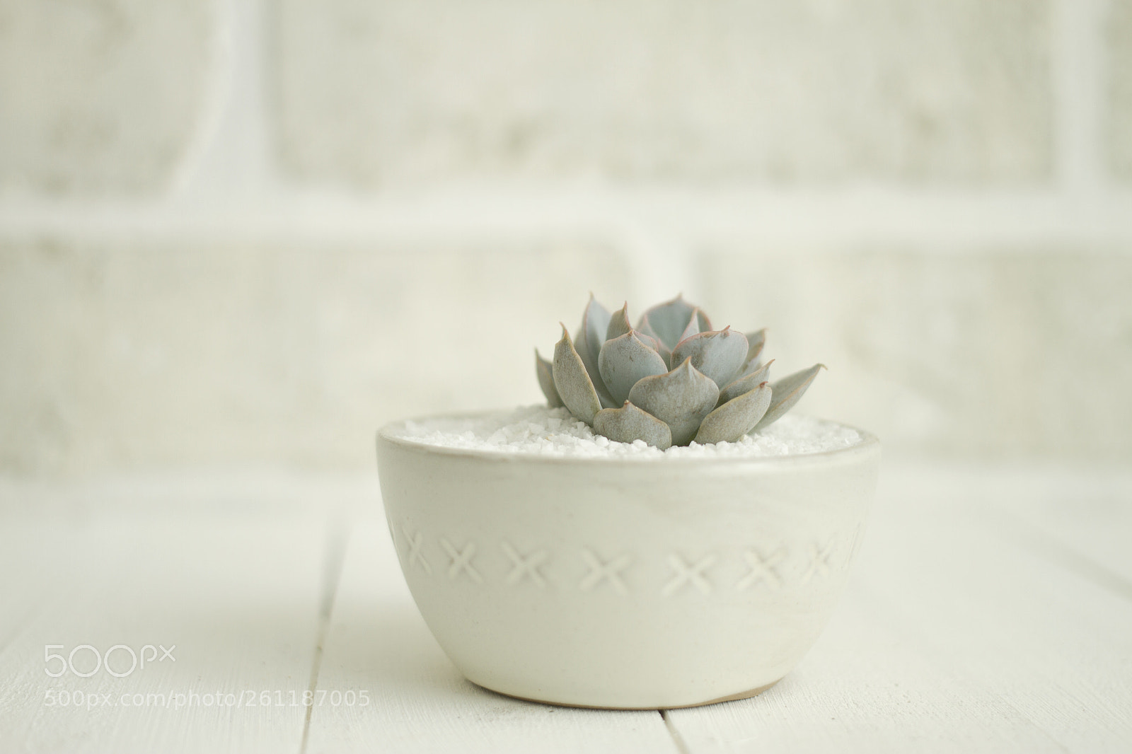Canon EOS 7D sample photo. Succulent in ceramic bowl photography